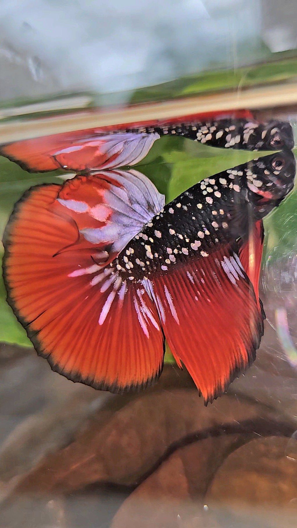 HALFMOON BLACKSTAR GALAXY COPPER GOLD AVATAR RED VAMPIRE BETTA FISH
