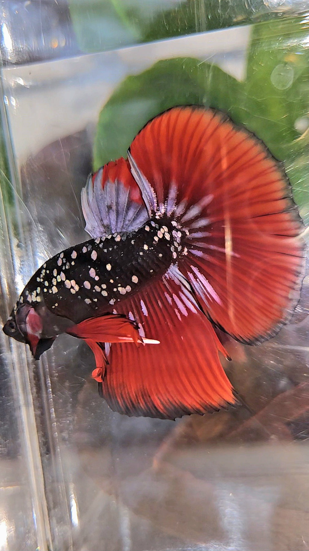 HALFMOON BLACKSTAR GALAXY COPPER GOLD AVATAR RED VAMPIRE BETTA FISH