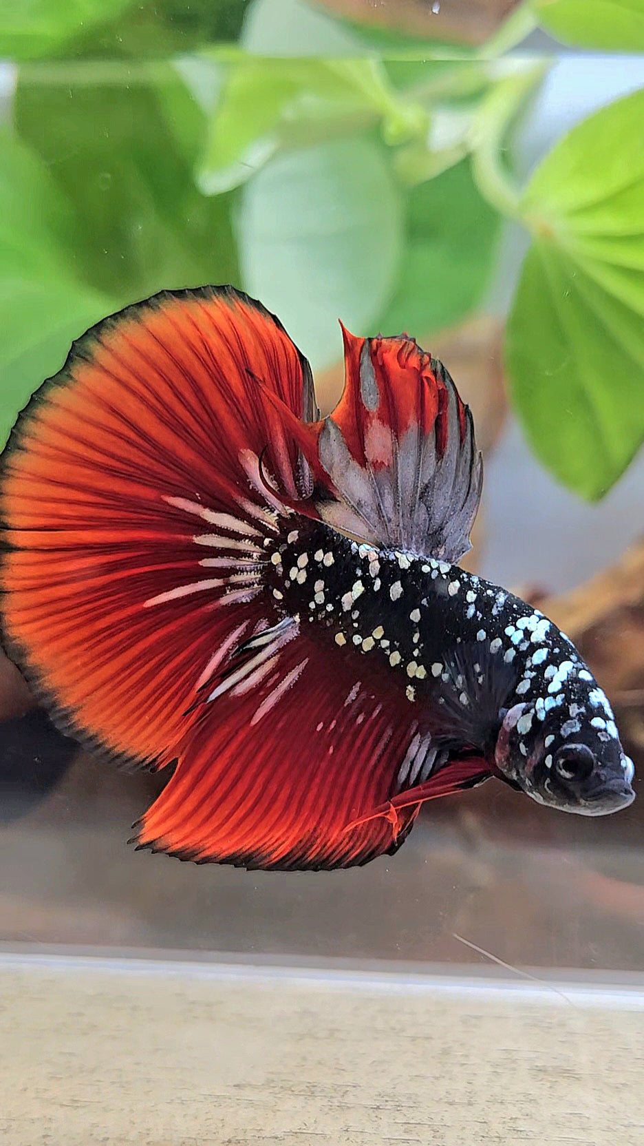 HALFMOON BLACKSTAR GALAXY COPPER GOLD AVATAR RED VAMPIRE BETTA FISH