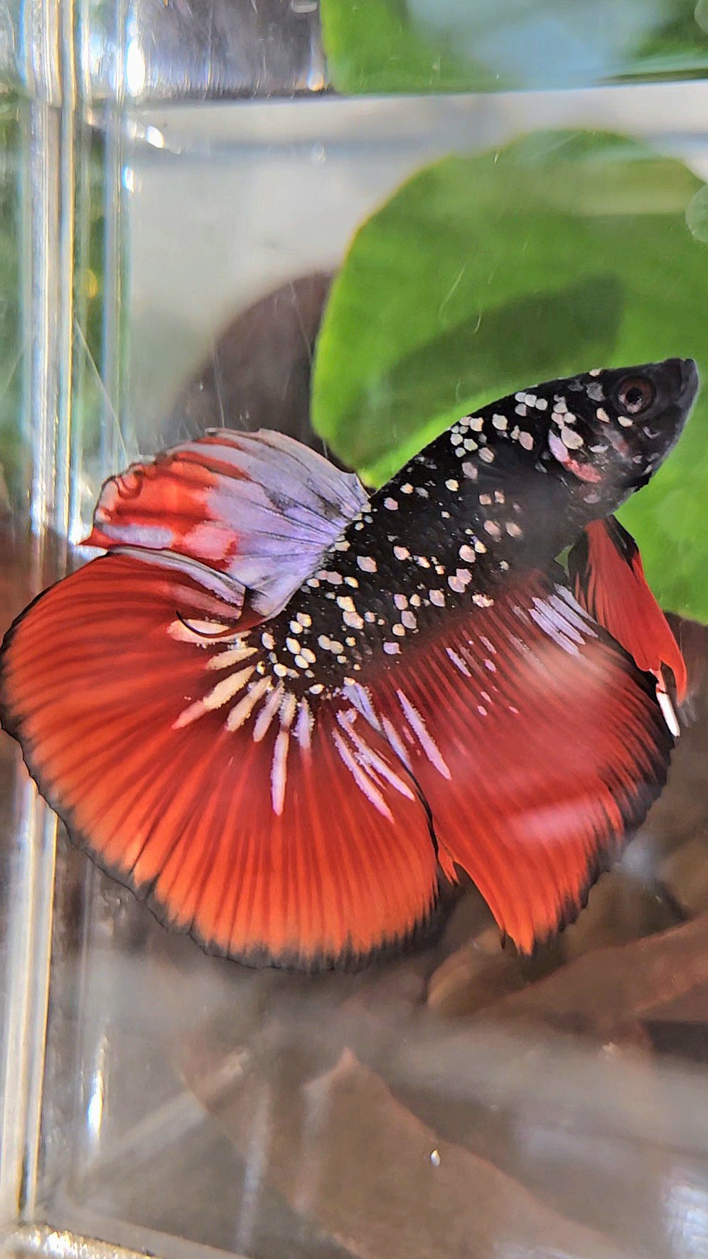HALFMOON BLACKSTAR GALAXY COPPER GOLD AVATAR RED VAMPIRE BETTA FISH