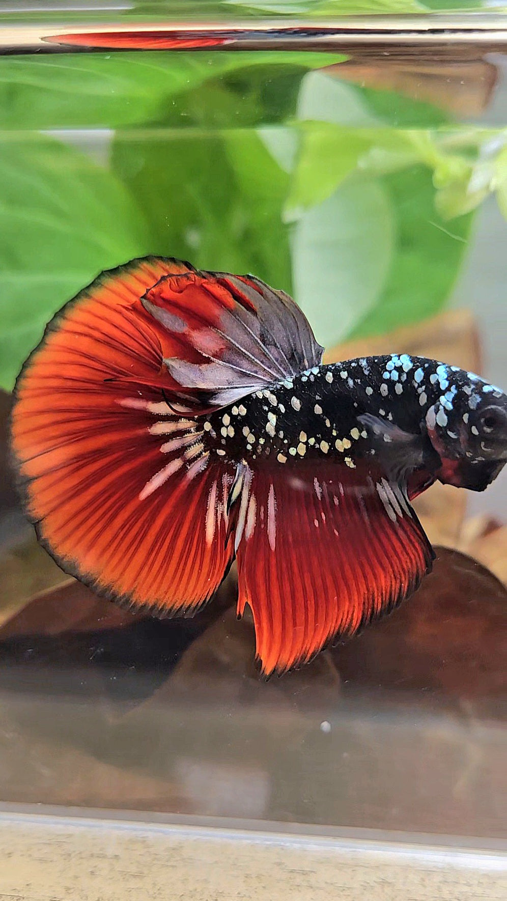 HALFMOON BLACKSTAR GALAXY COPPER GOLD AVATAR RED VAMPIRE BETTA FISH