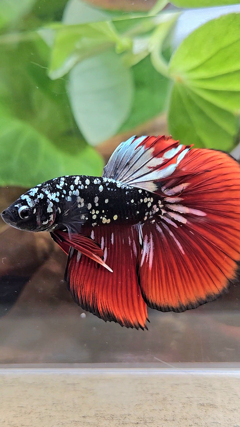 HALFMOON BLACKSTAR GALAXY COPPER GOLD AVATAR RED VAMPIRE BETTA FISH