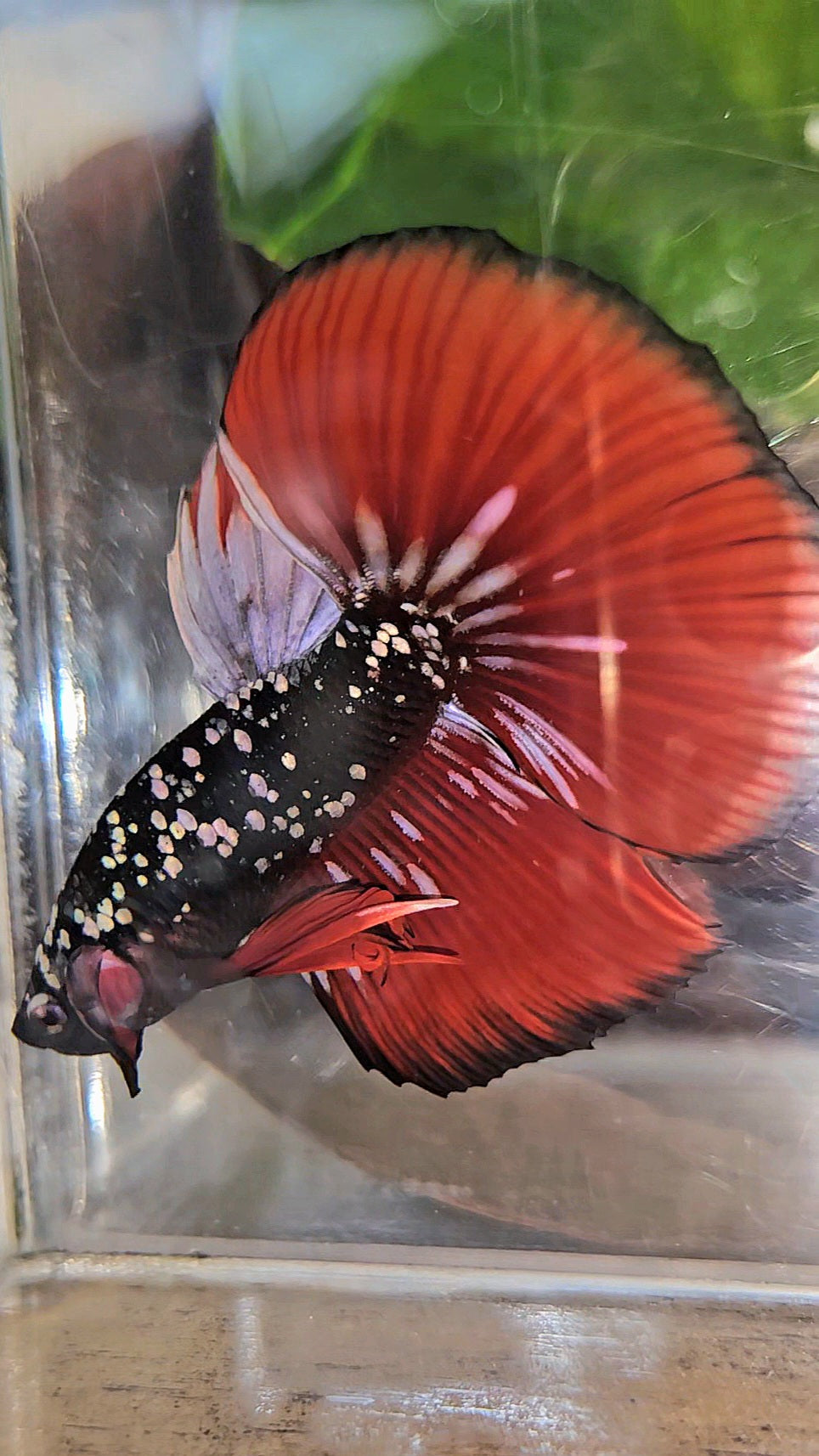 HALFMOON BLACKSTAR GALAXY COPPER GOLD AVATAR RED VAMPIRE BETTA FISH