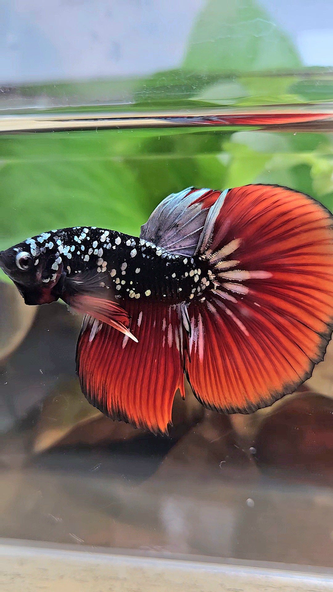HALFMOON BLACKSTAR GALAXY COPPER GOLD AVATAR RED VAMPIRE BETTA FISH