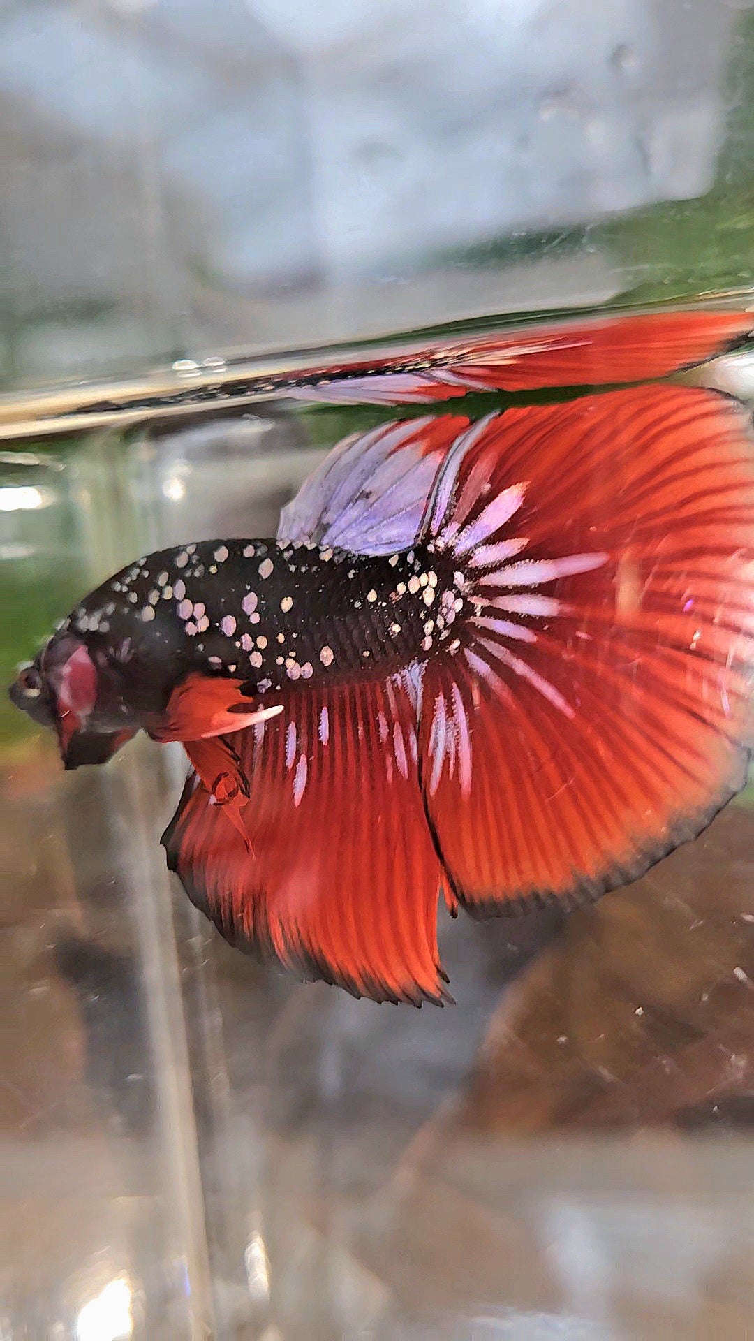 HALFMOON BLACKSTAR GALAXY COPPER GOLD AVATAR RED VAMPIRE BETTA FISH