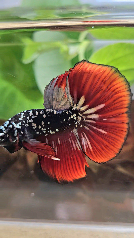 HALFMOON BLACKSTAR GALAXY COPPER GOLD AVATAR RED VAMPIRE BETTA FISH