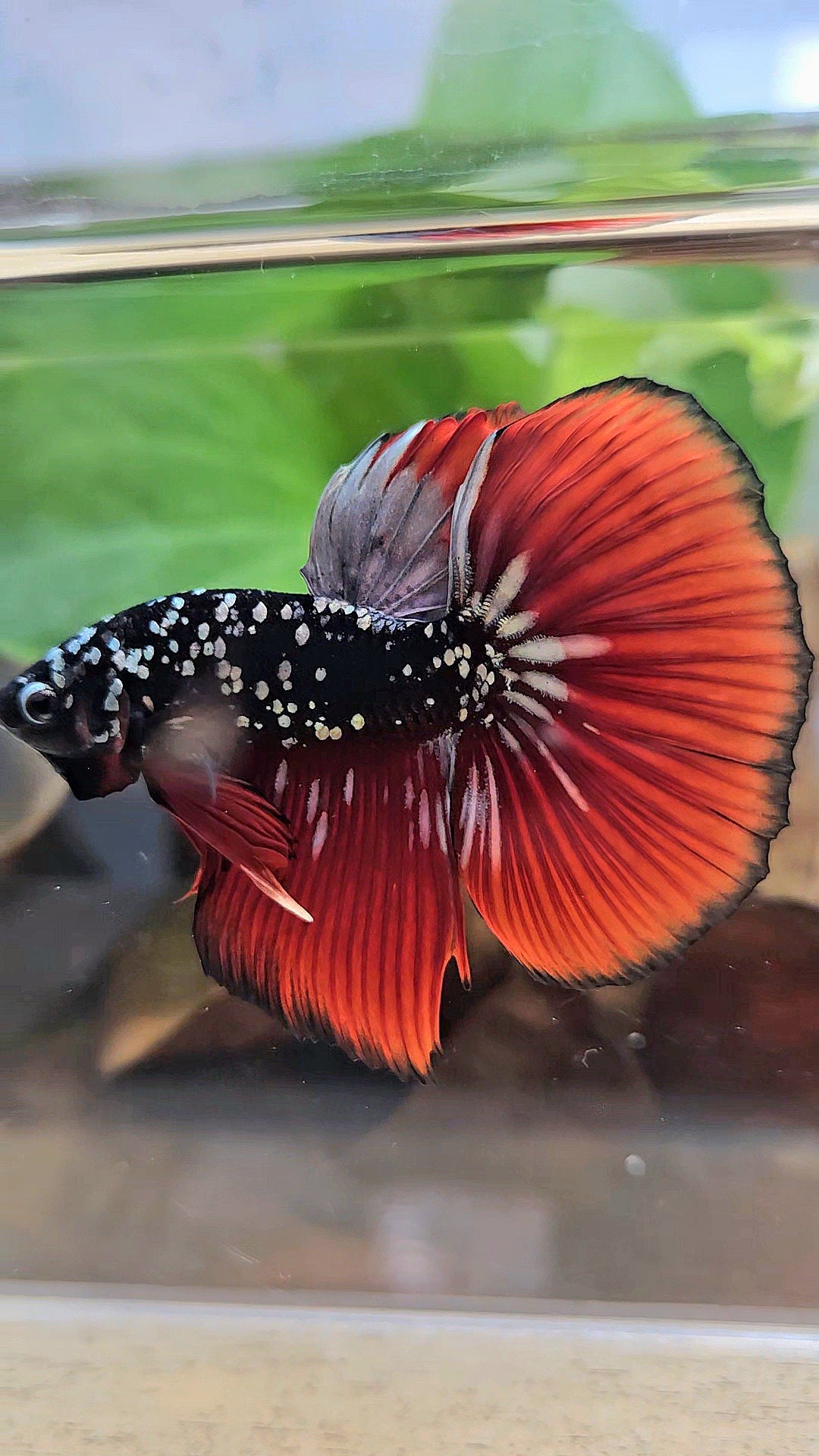 HALFMOON BLACKSTAR GALAXY COPPER GOLD AVATAR RED VAMPIRE BETTA FISH