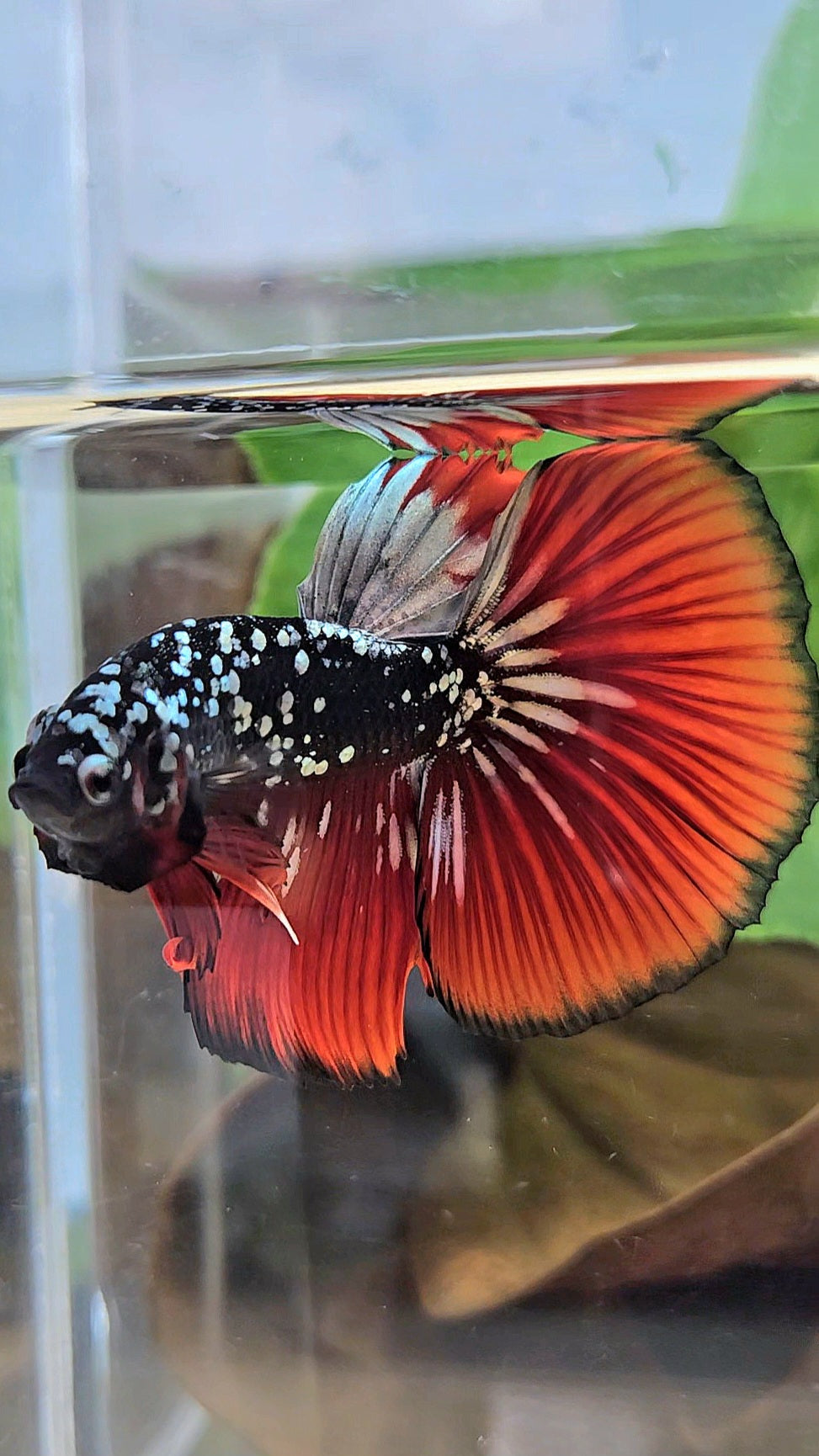HALFMOON BLACKSTAR GALAXY COPPER GOLD AVATAR RED VAMPIRE BETTA FISH