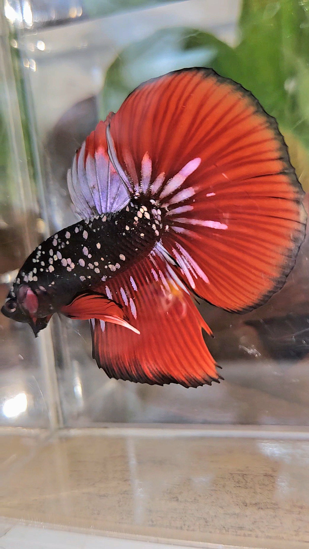HALFMOON BLACKSTAR GALAXY COPPER GOLD AVATAR RED VAMPIRE BETTA FISH