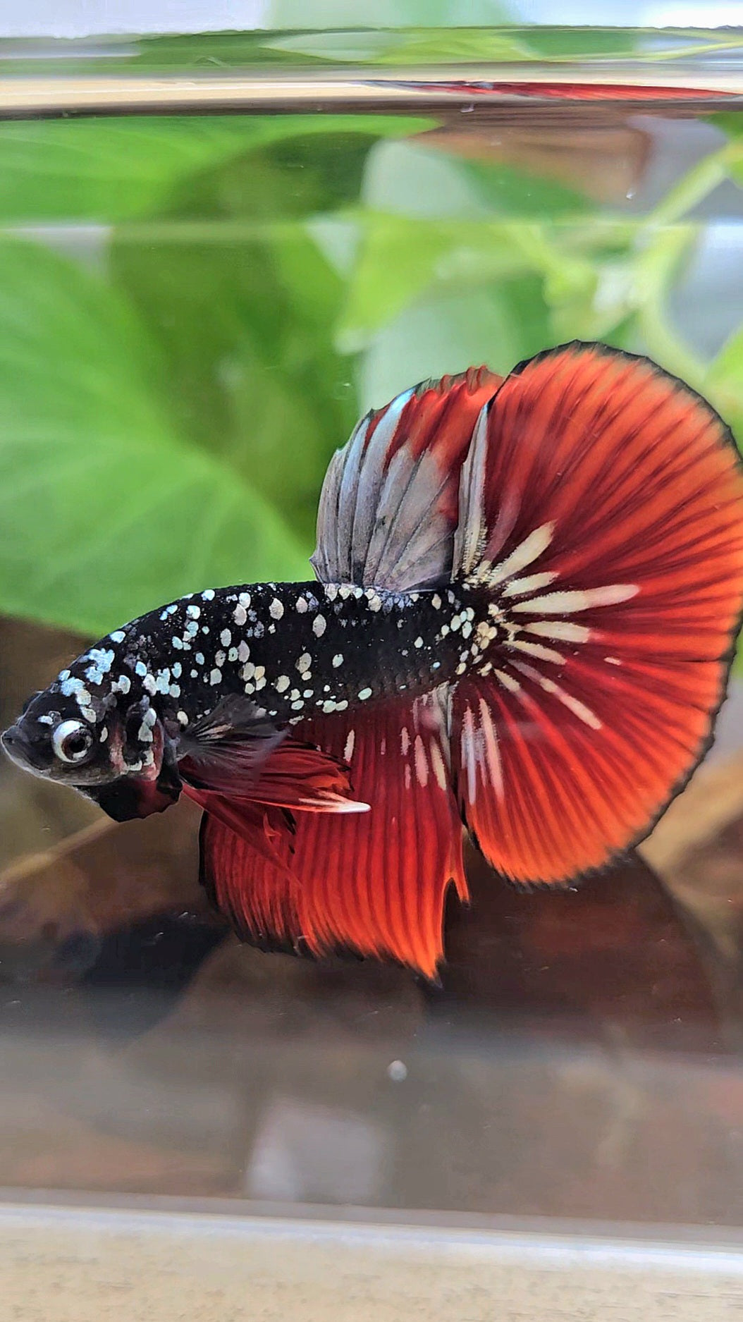 HALFMOON BLACKSTAR GALAXY COPPER GOLD AVATAR RED VAMPIRE BETTA FISH