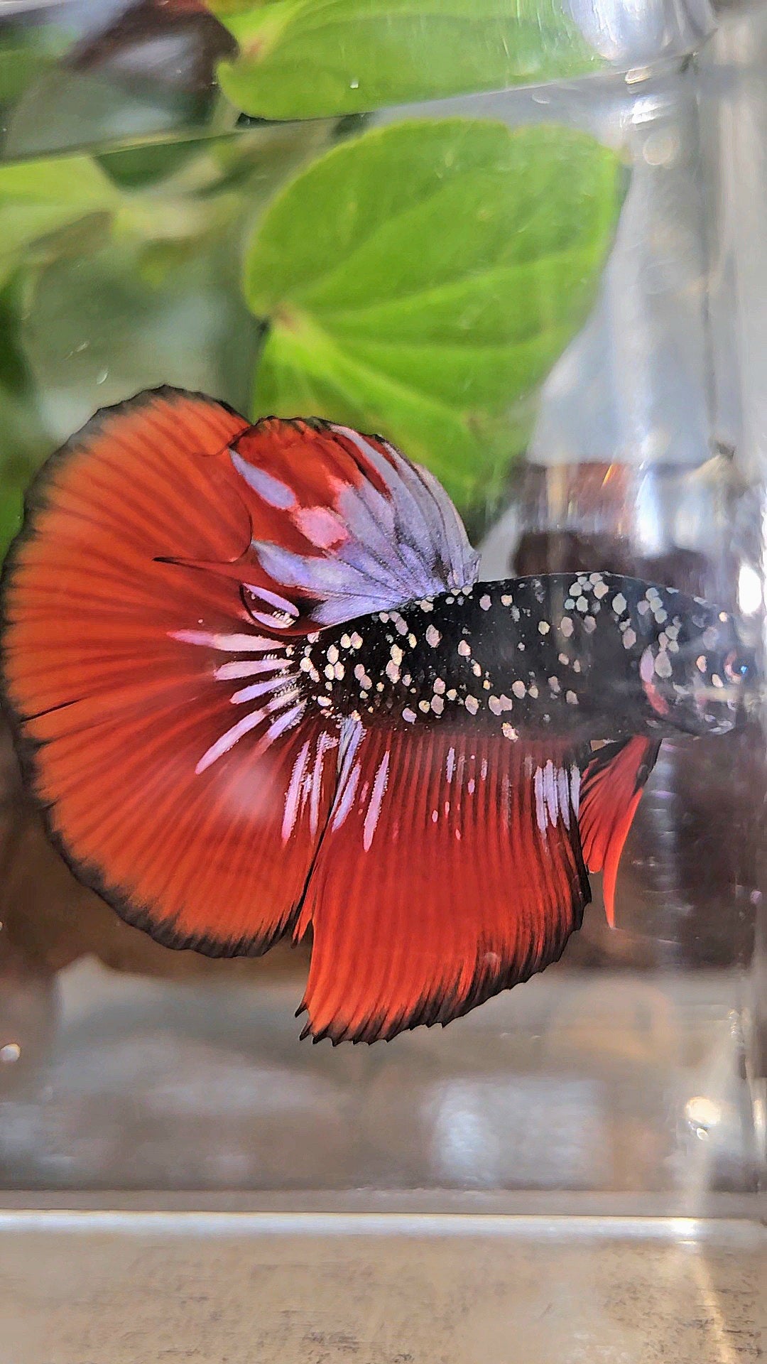 HALFMOON BLACKSTAR GALAXY COPPER GOLD AVATAR RED VAMPIRE BETTA FISH