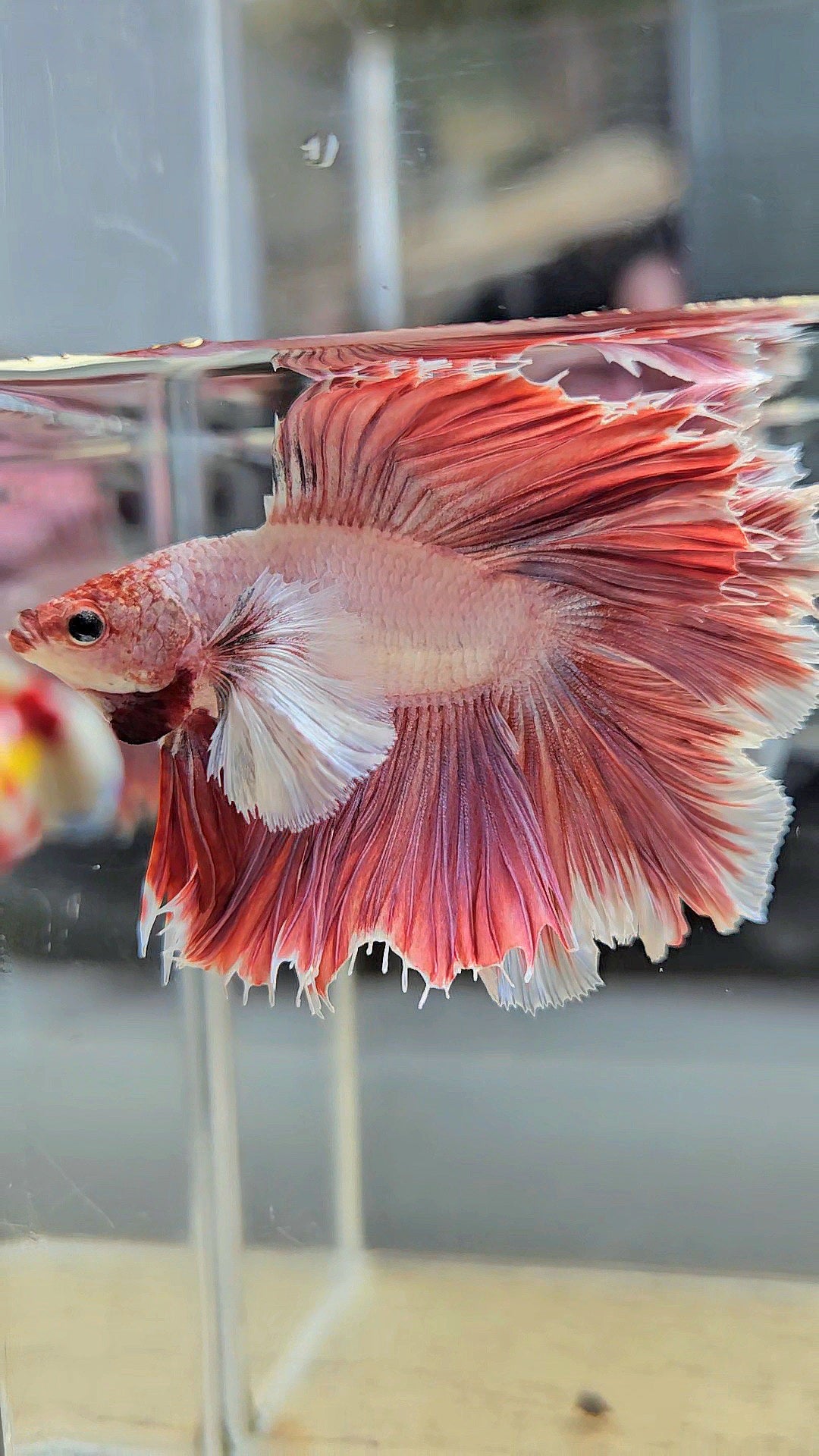 HALFMOON DUMBO EAR DOUBLE TAIL PINK BETTA FISH