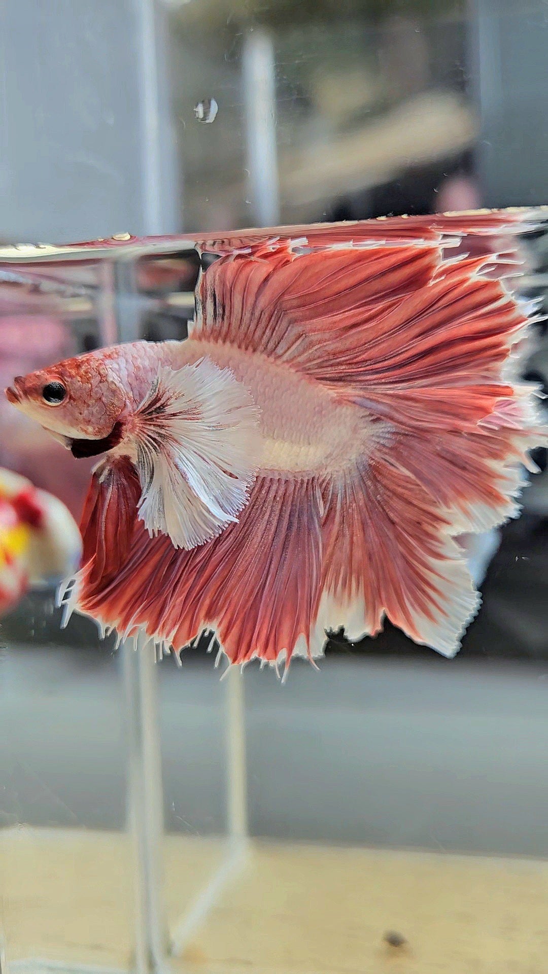 HALFMOON DUMBO EAR DOUBLE TAIL PINK BETTA FISH