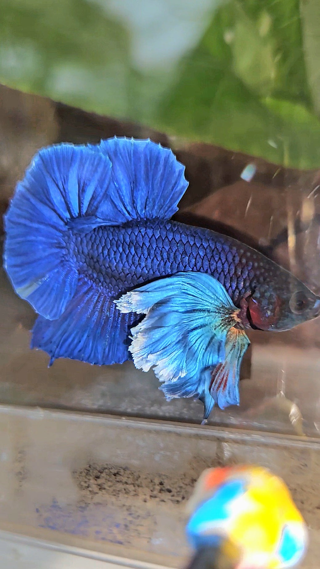 LUXURY PLAKAT SUPER DUMBO COLORED EAR ROYALE BLUE BETTA FISH