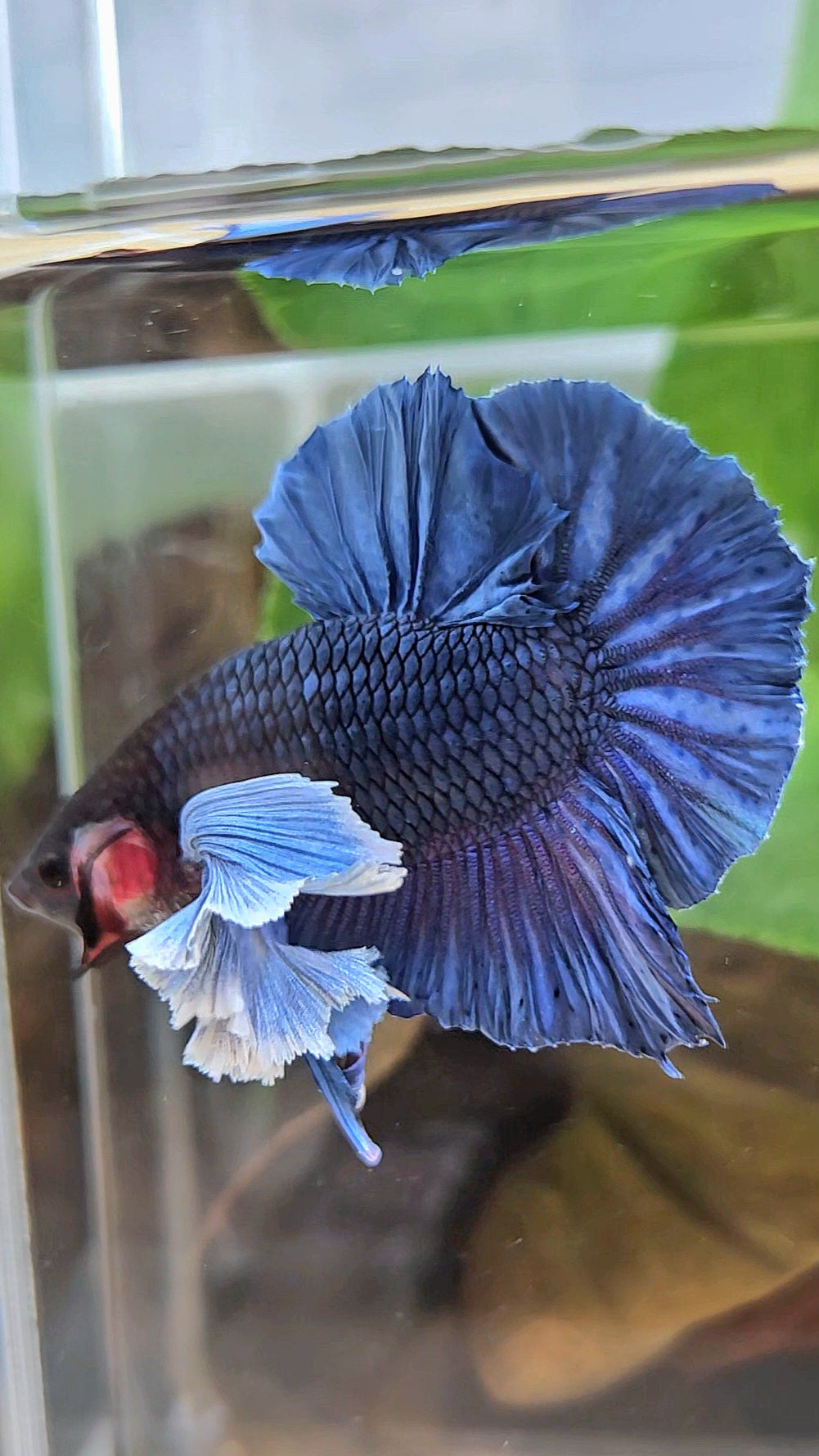 LUXURY PLAKAT SUPER DUMBO COLORED EAR ROYALE BLUE BETTA FISH