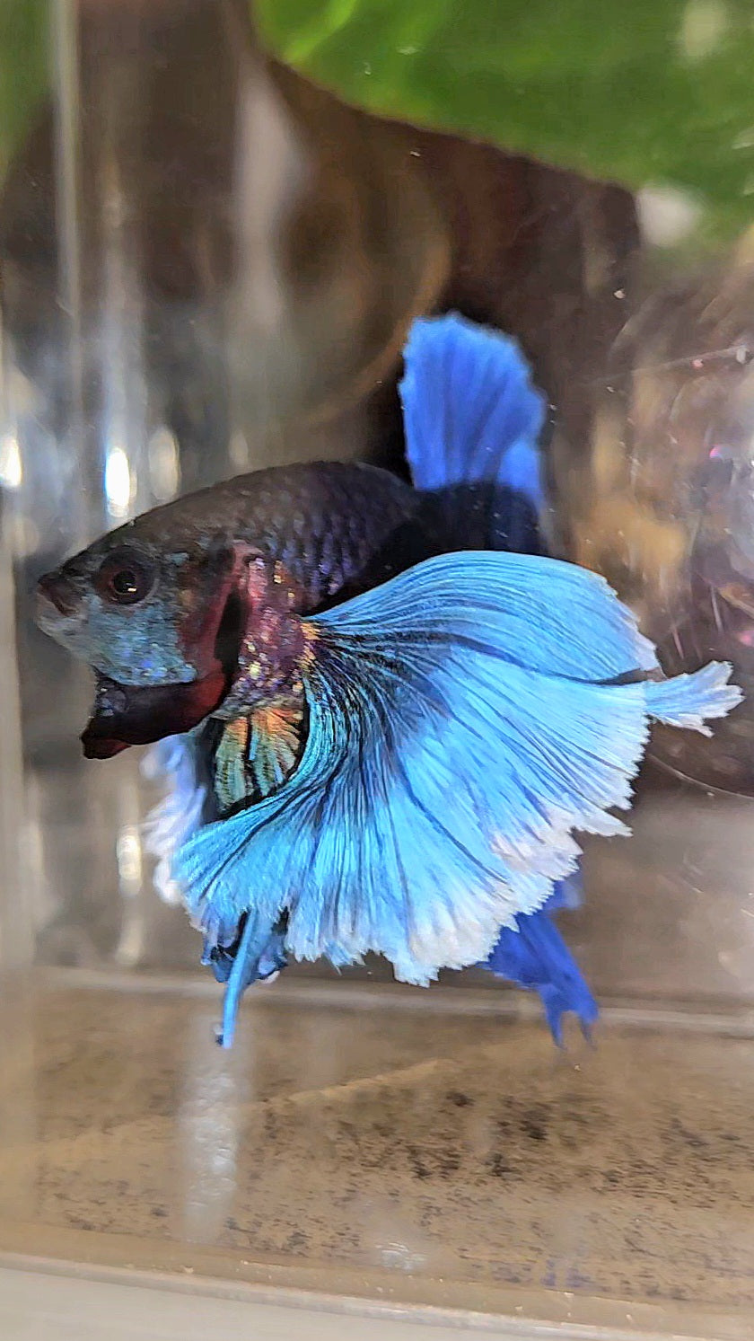 LUXURY PLAKAT SUPER DUMBO COLORED EAR ROYALE BLUE BETTA FISH