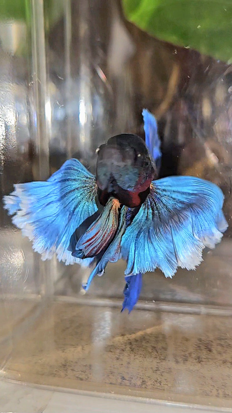 LUXURY PLAKAT SUPER DUMBO COLORED EAR ROYALE BLUE BETTA FISH