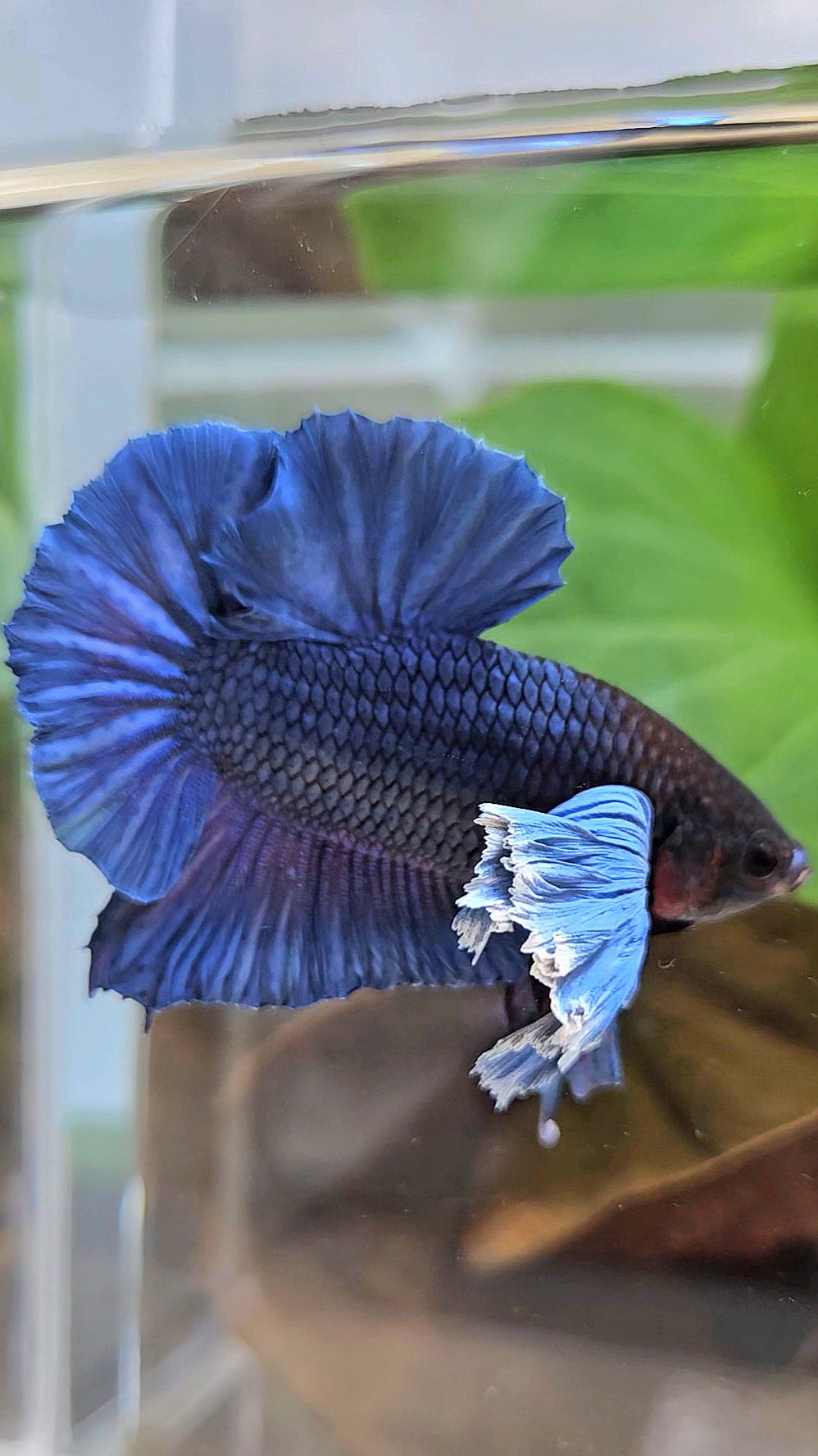 LUXURY PLAKAT SUPER DUMBO COLORED EAR ROYALE BLUE BETTA FISH