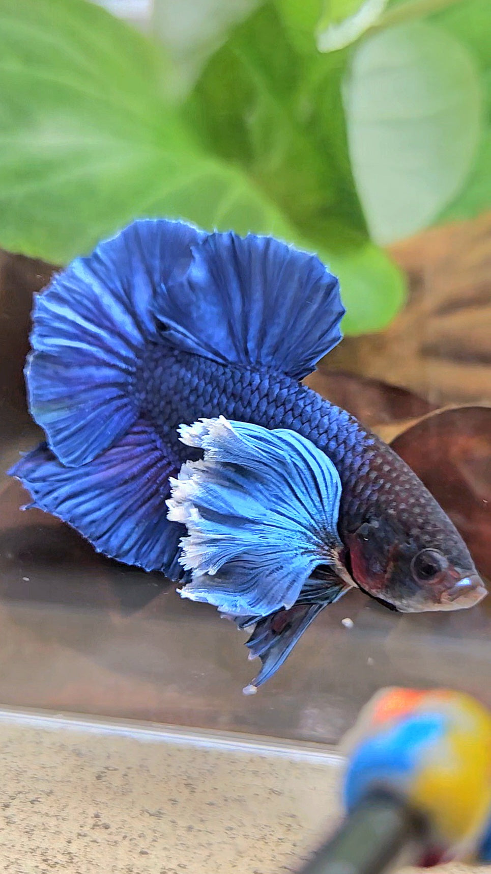 LUXURY PLAKAT SUPER DUMBO COLORED EAR ROYALE BLUE BETTA FISH