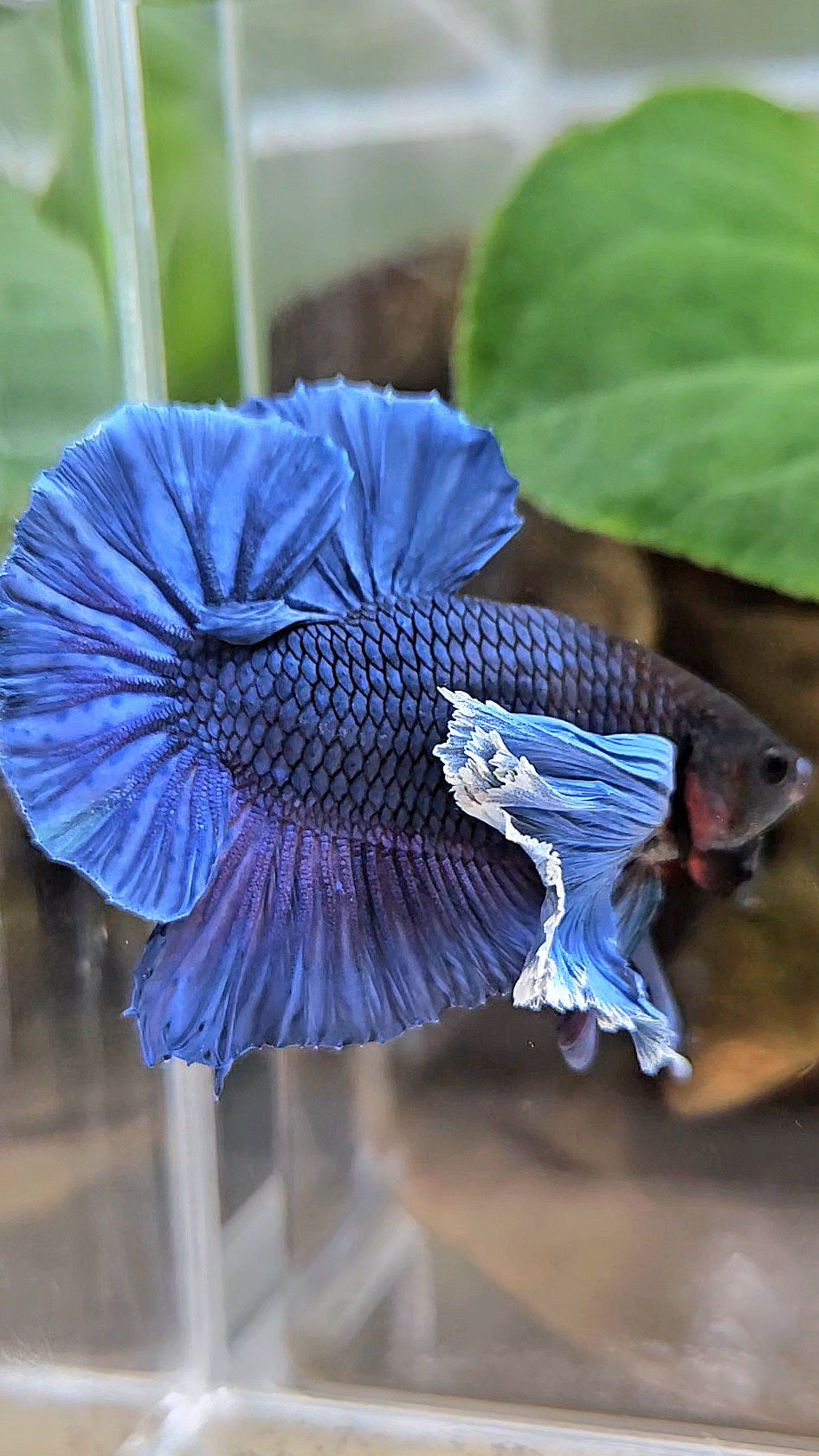 LUXURY PLAKAT SUPER DUMBO COLORED EAR ROYALE BLUE BETTA FISH