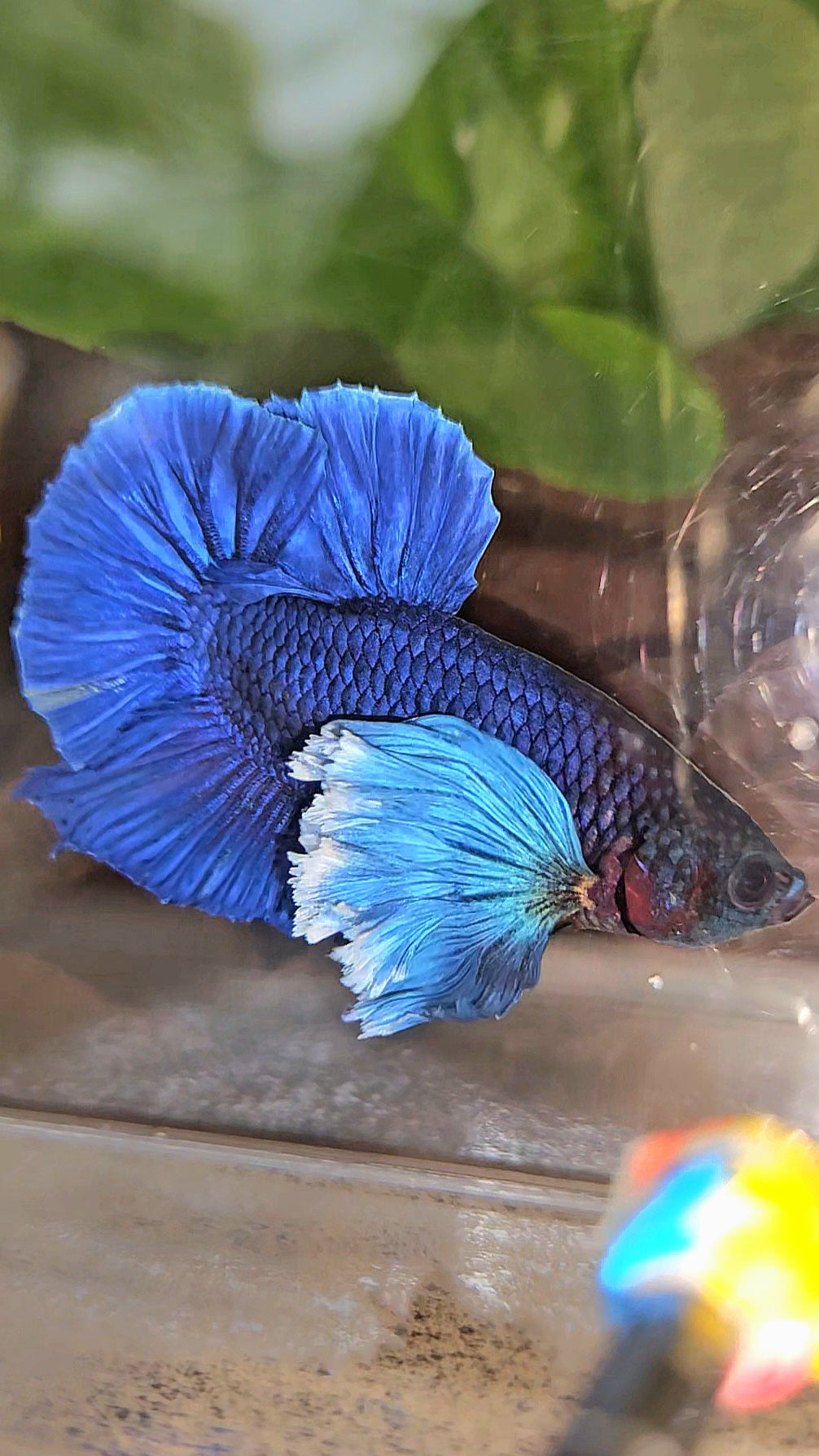 LUXURY PLAKAT SUPER DUMBO COLORED EAR ROYALE BLUE BETTA FISH