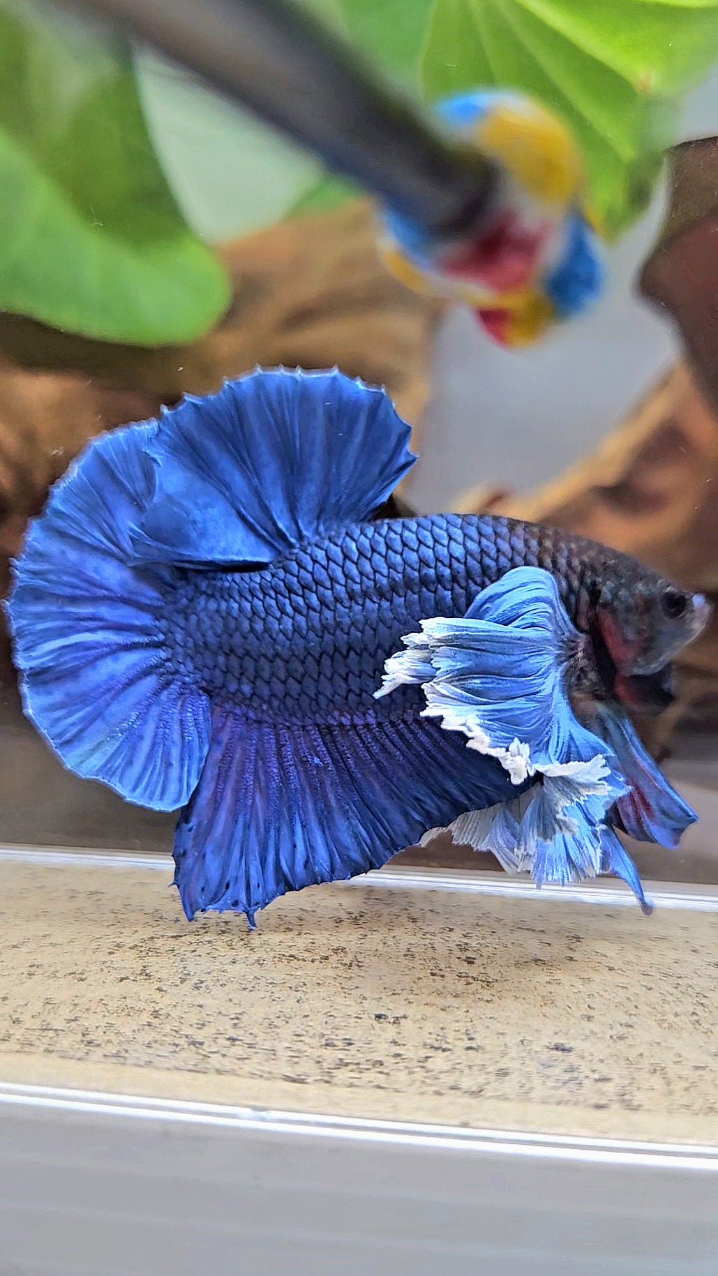 LUXURY PLAKAT SUPER DUMBO COLORED EAR ROYALE BLUE BETTA FISH