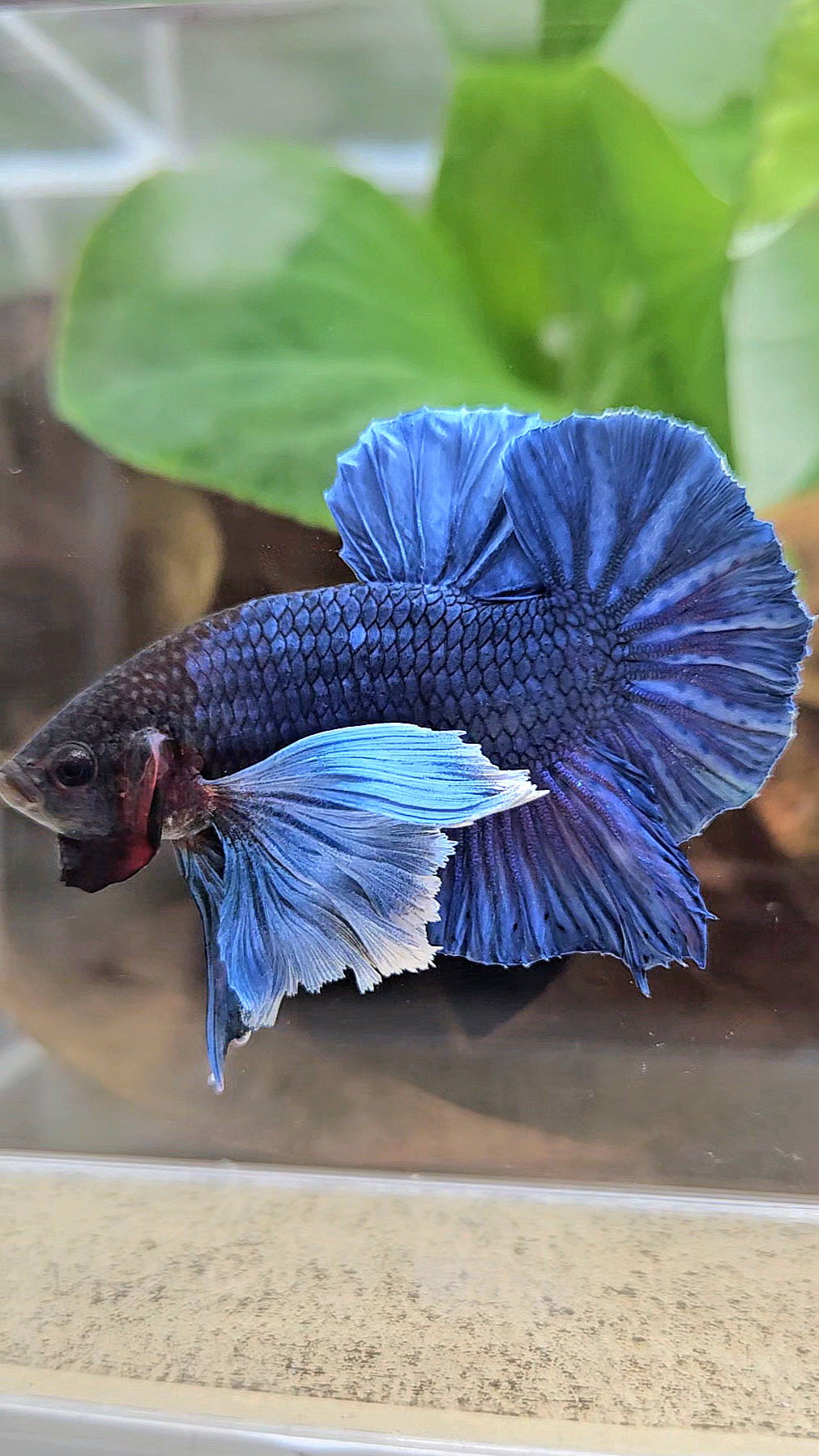 LUXURY PLAKAT SUPER DUMBO COLORED EAR ROYALE BLUE BETTA FISH
