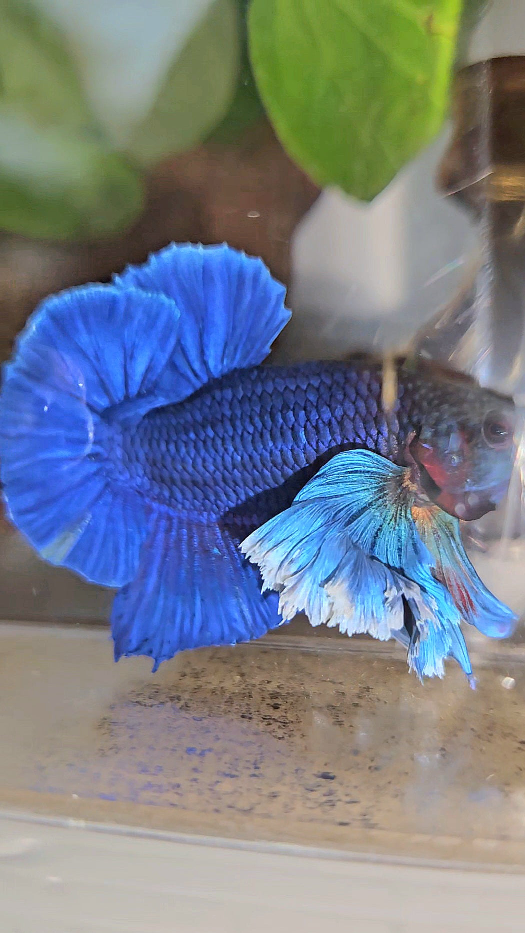 LUXURY PLAKAT SUPER DUMBO COLORED EAR ROYALE BLUE BETTA FISH