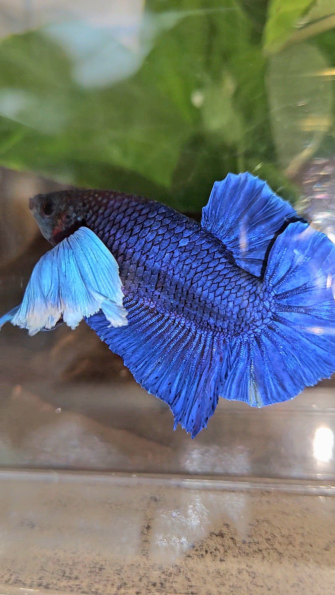 LUXURY PLAKAT SUPER DUMBO COLORED EAR ROYALE BLUE BETTA FISH
