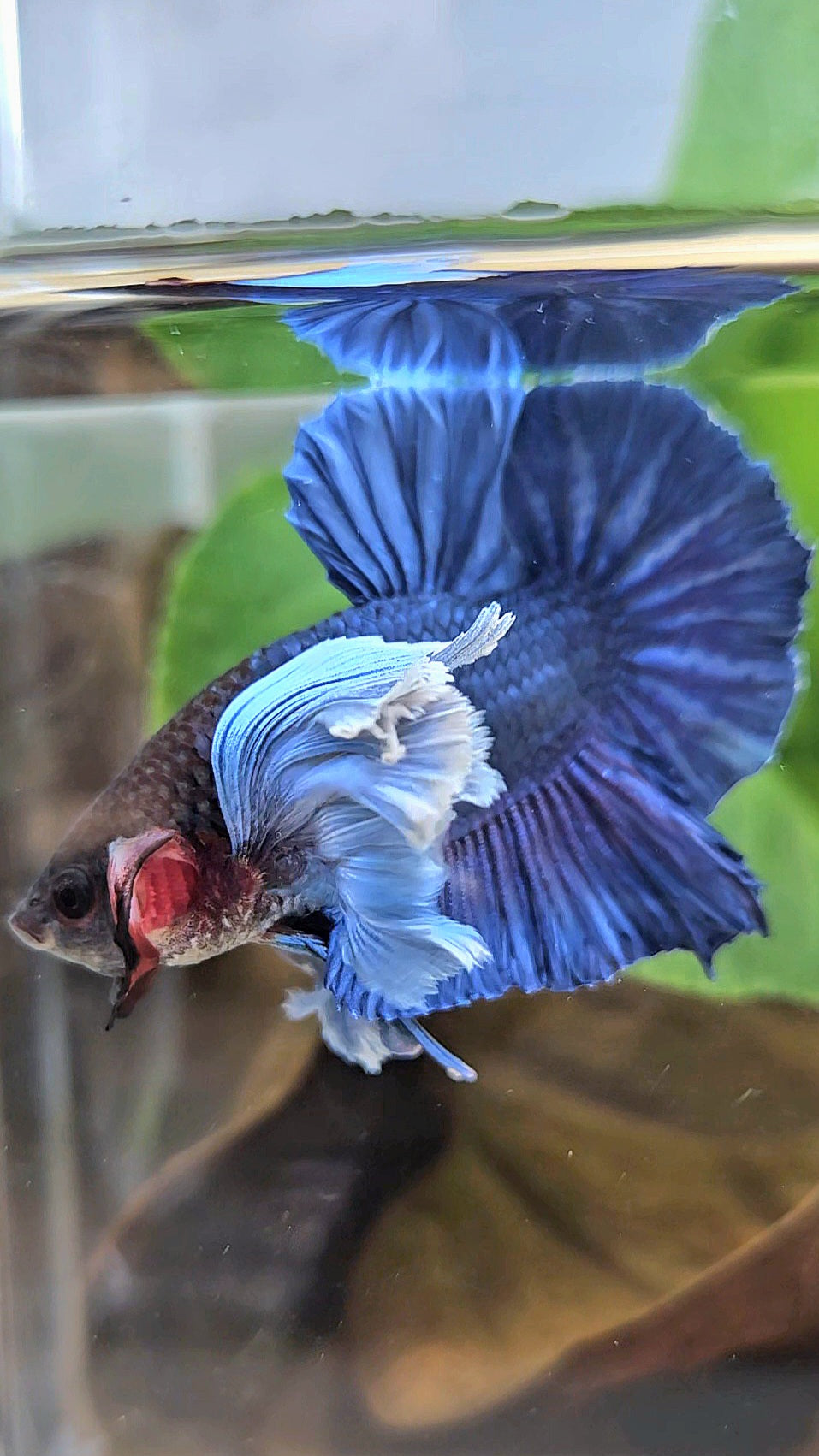 LUXURY PLAKAT SUPER DUMBO COLORED EAR ROYALE BLUE BETTA FISH