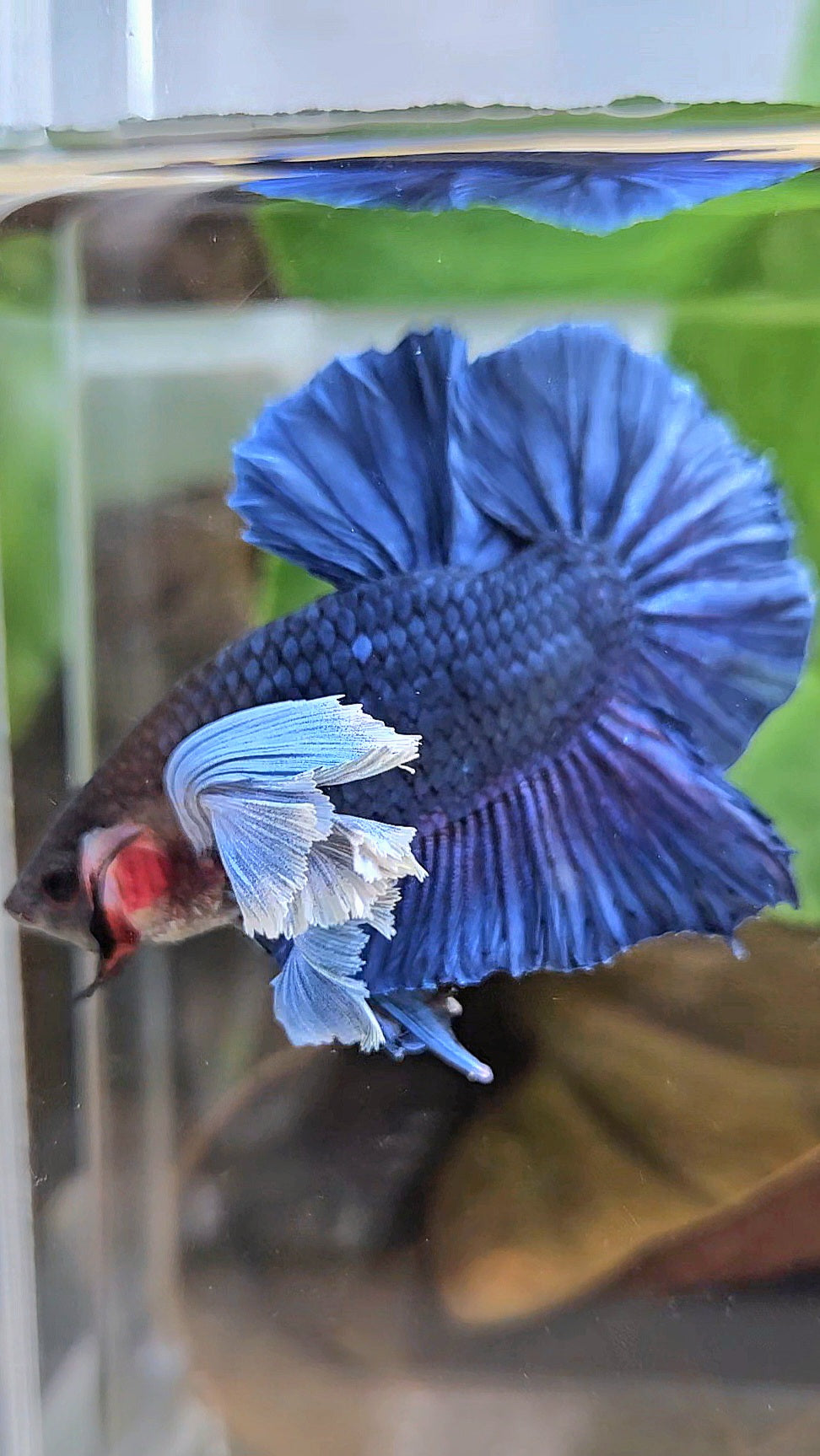 LUXURY PLAKAT SUPER DUMBO COLORED EAR ROYALE BLUE BETTA FISH