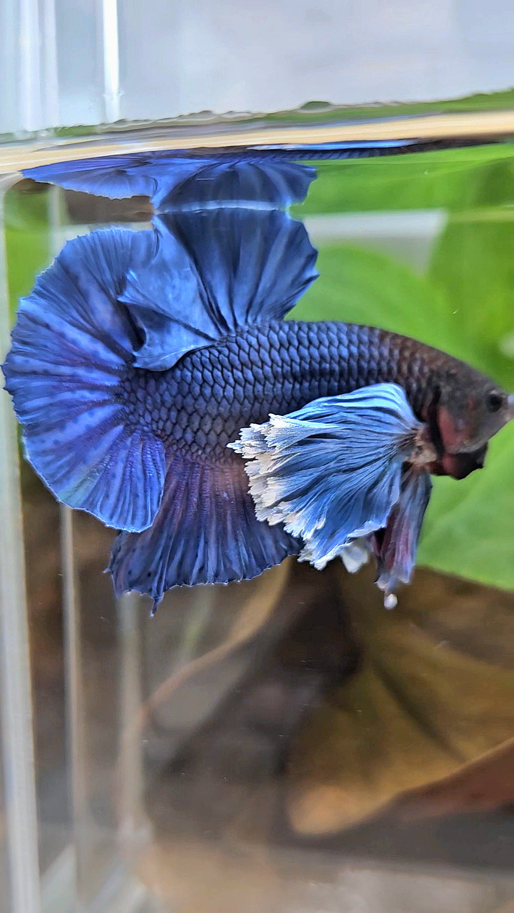LUXURY PLAKAT SUPER DUMBO COLORED EAR ROYALE BLUE BETTA FISH