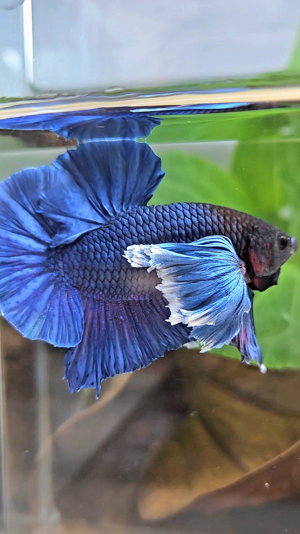 LUXURY PLAKAT SUPER DUMBO COLORED EAR ROYALE BLUE BETTA FISH