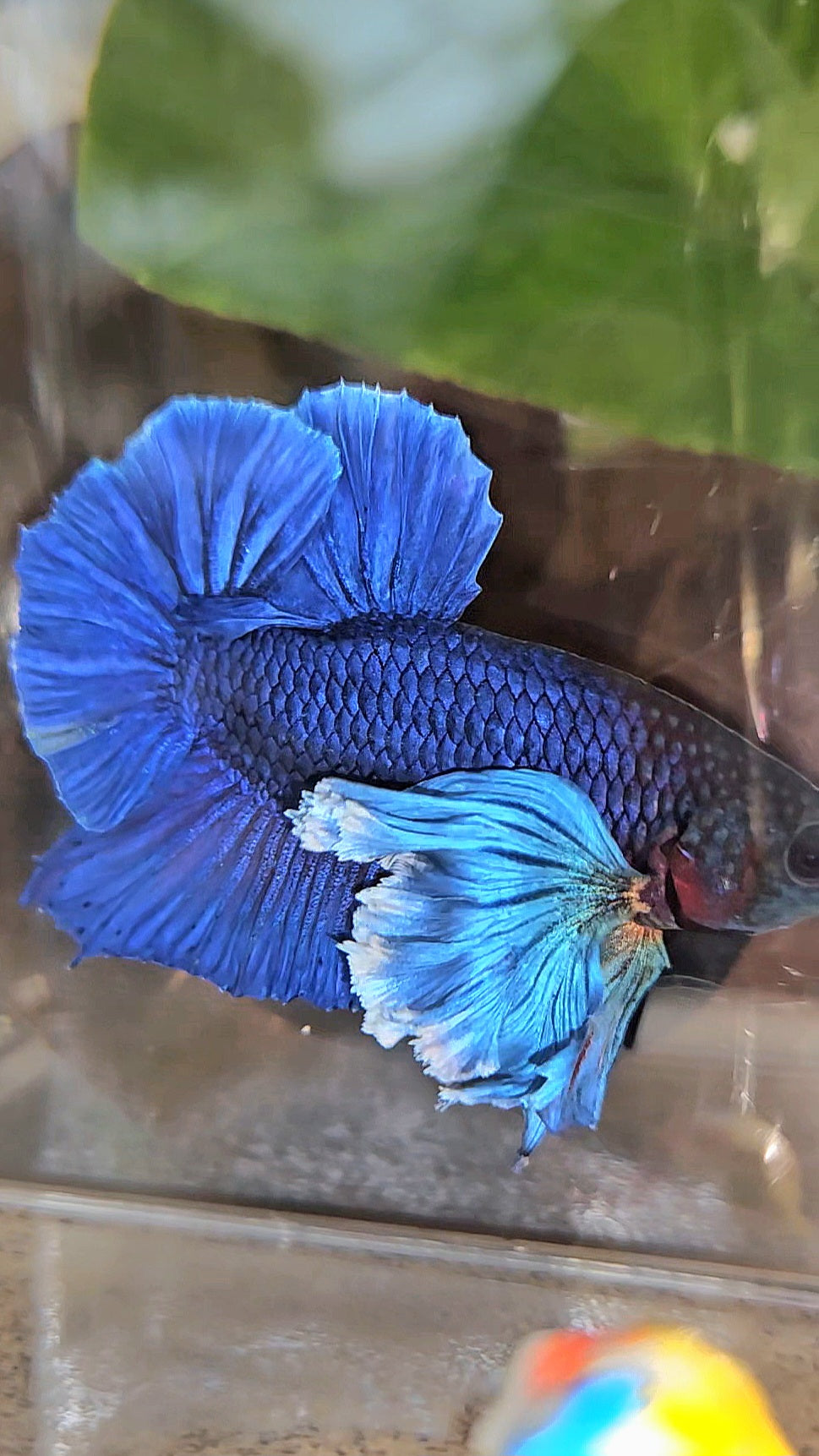 LUXURY PLAKAT SUPER DUMBO COLORED EAR ROYALE BLUE BETTA FISH