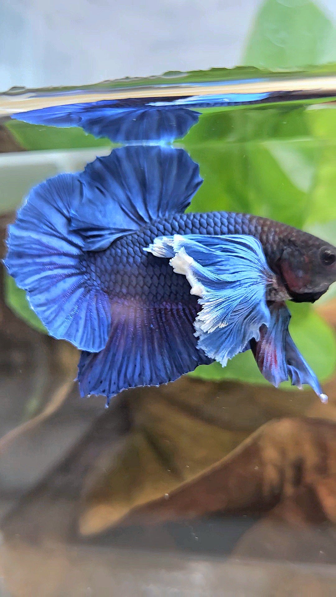 LUXURY PLAKAT SUPER DUMBO COLORED EAR ROYALE BLUE BETTA FISH