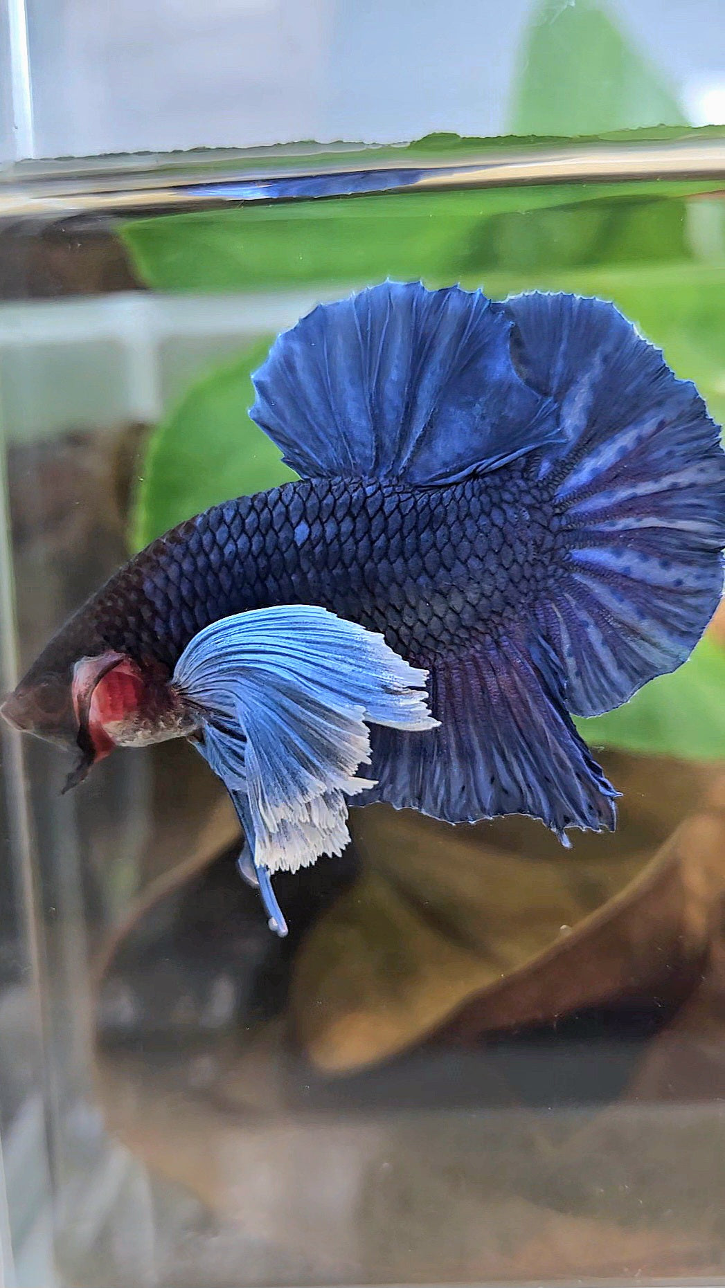 LUXURY PLAKAT SUPER DUMBO COLORED EAR ROYALE BLUE BETTA FISH