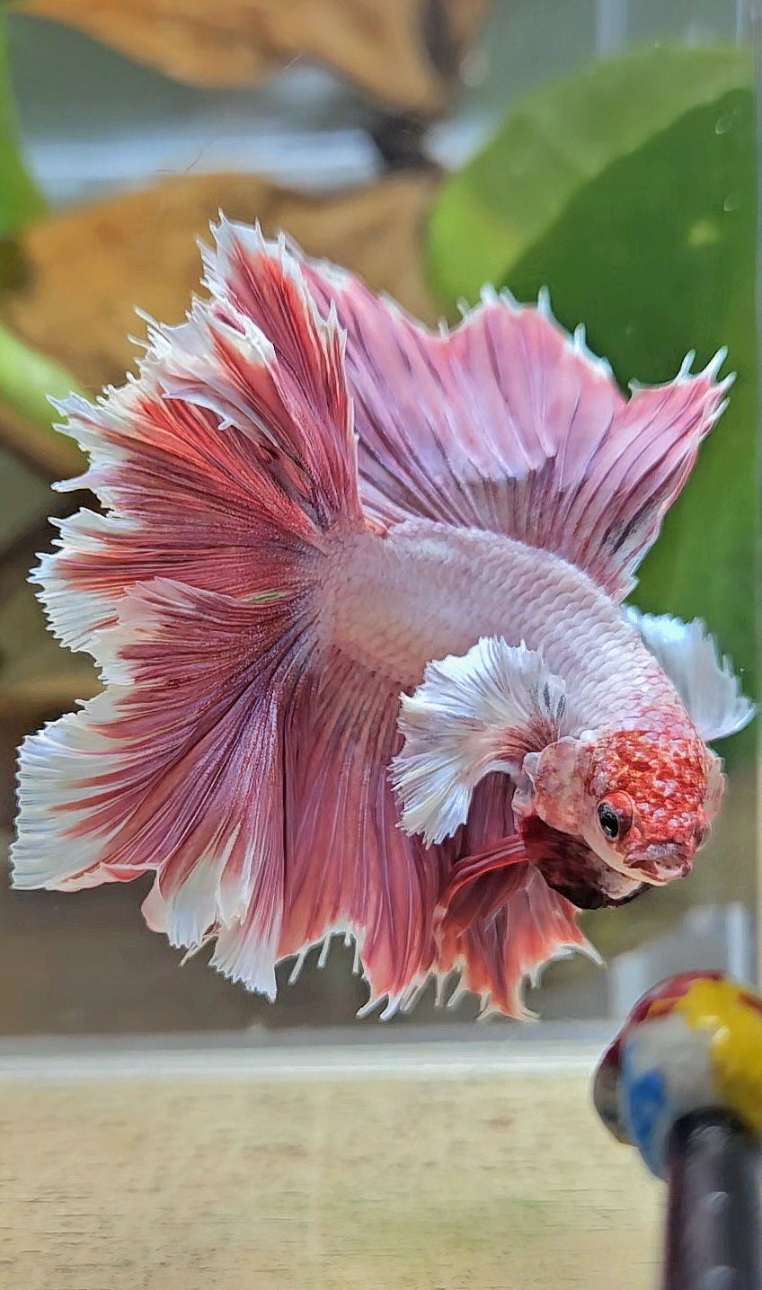 HALFMOON DUMBO EAR DOUBLE TAIL PINK BETTA FISH