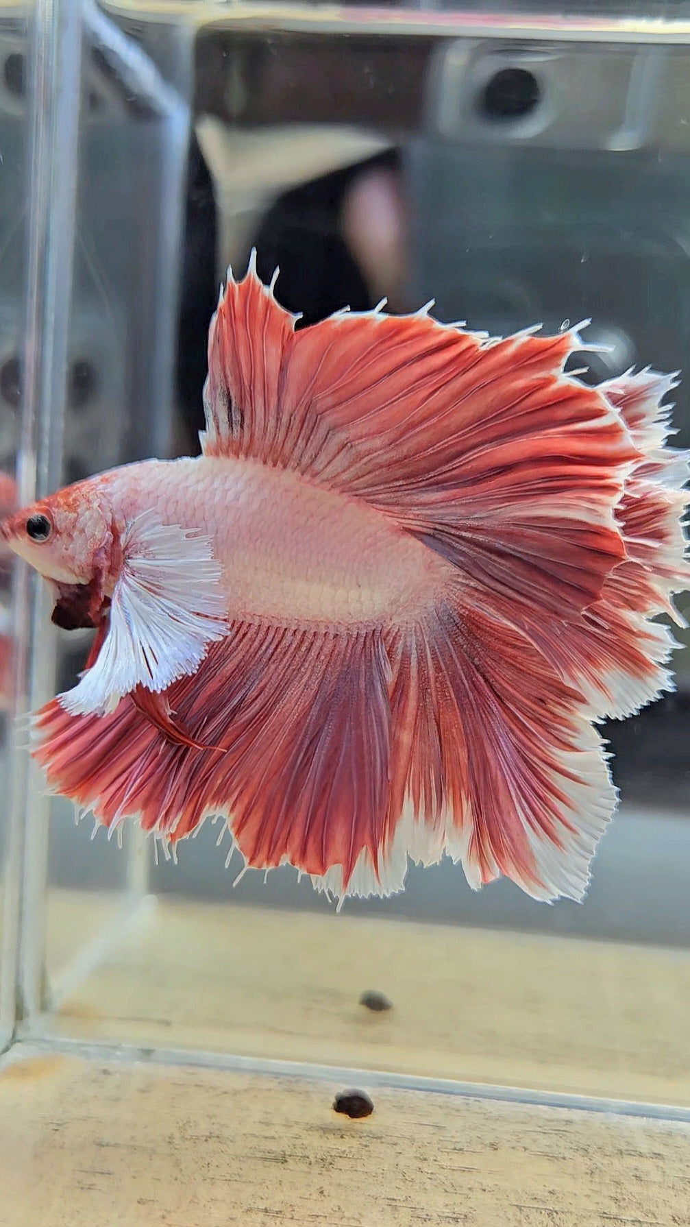 HALFMOON DUMBO EAR DOUBLE TAIL PINK BETTA FISH