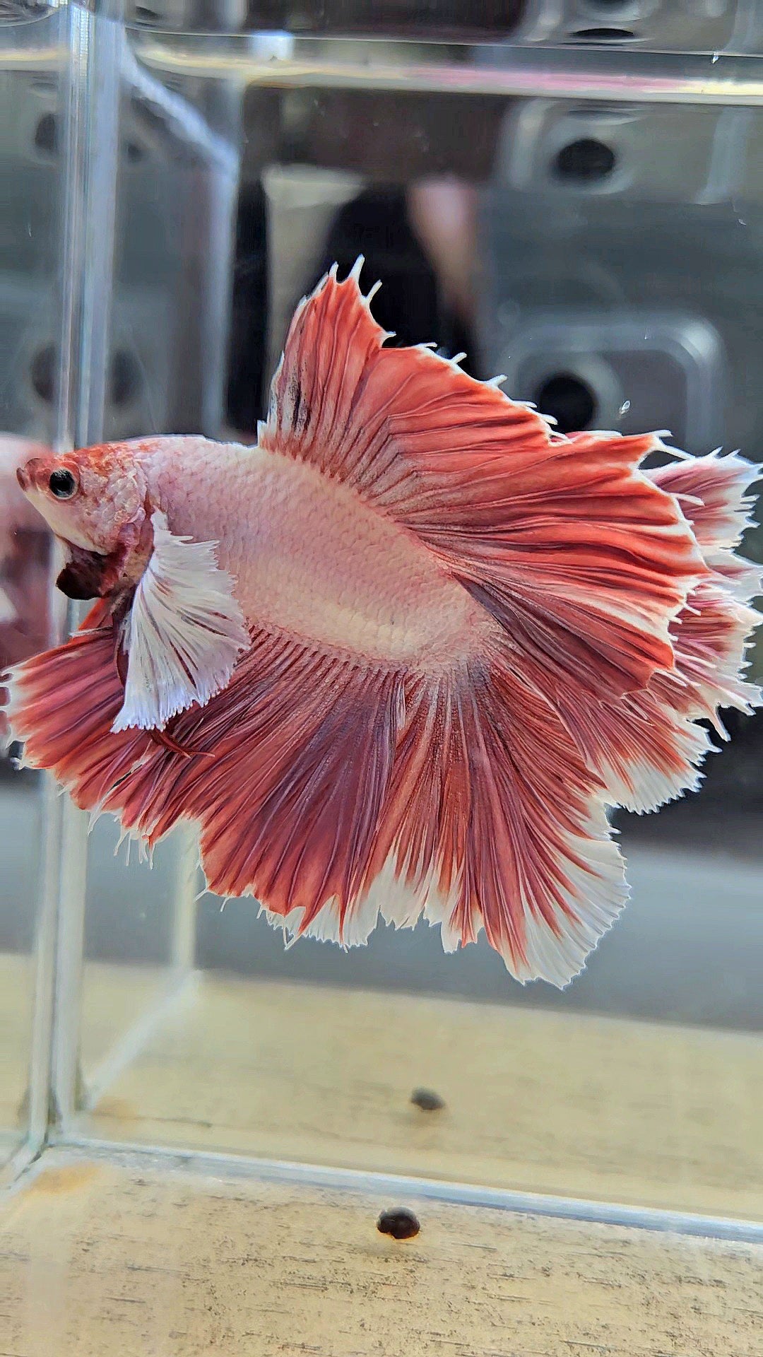 HALFMOON DUMBO EAR DOUBLE TAIL PINK BETTA FISH