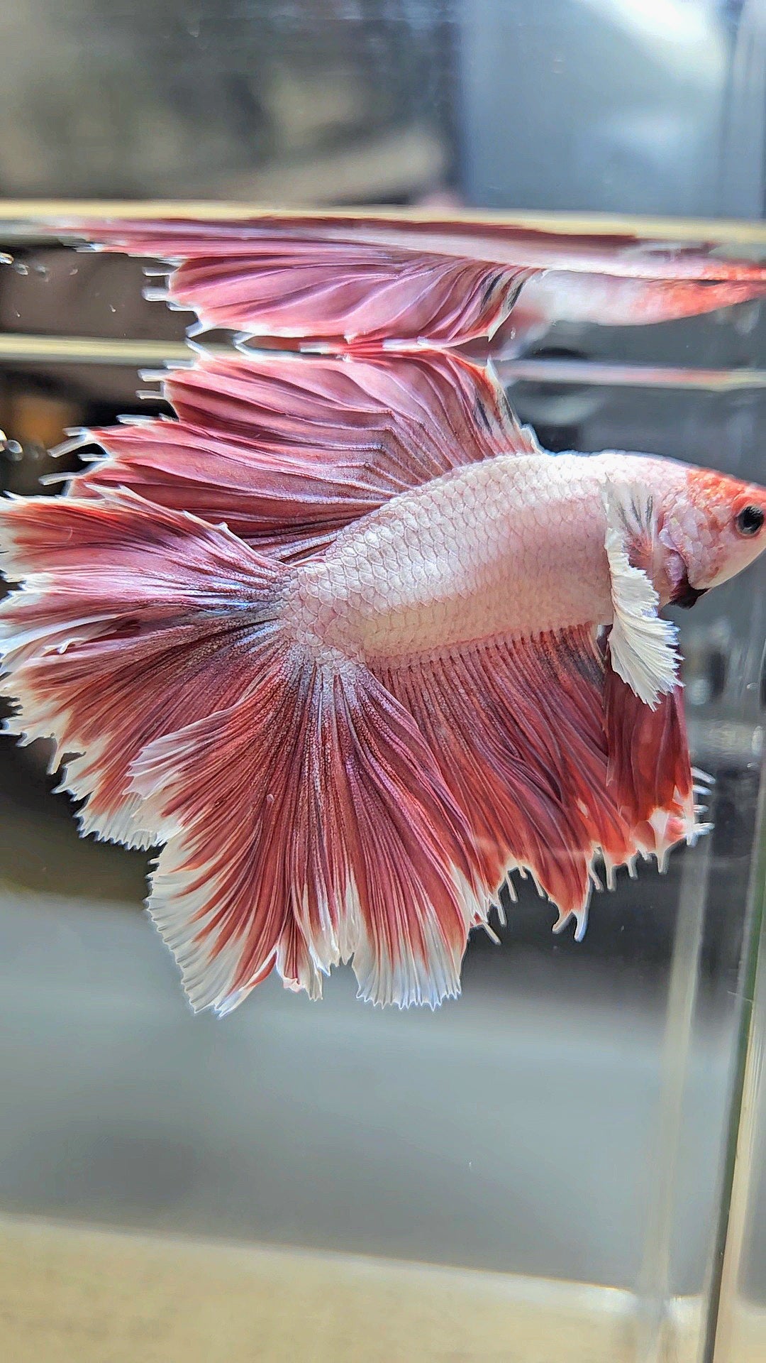 HALFMOON DUMBO EAR DOUBLE TAIL PINK BETTA FISH