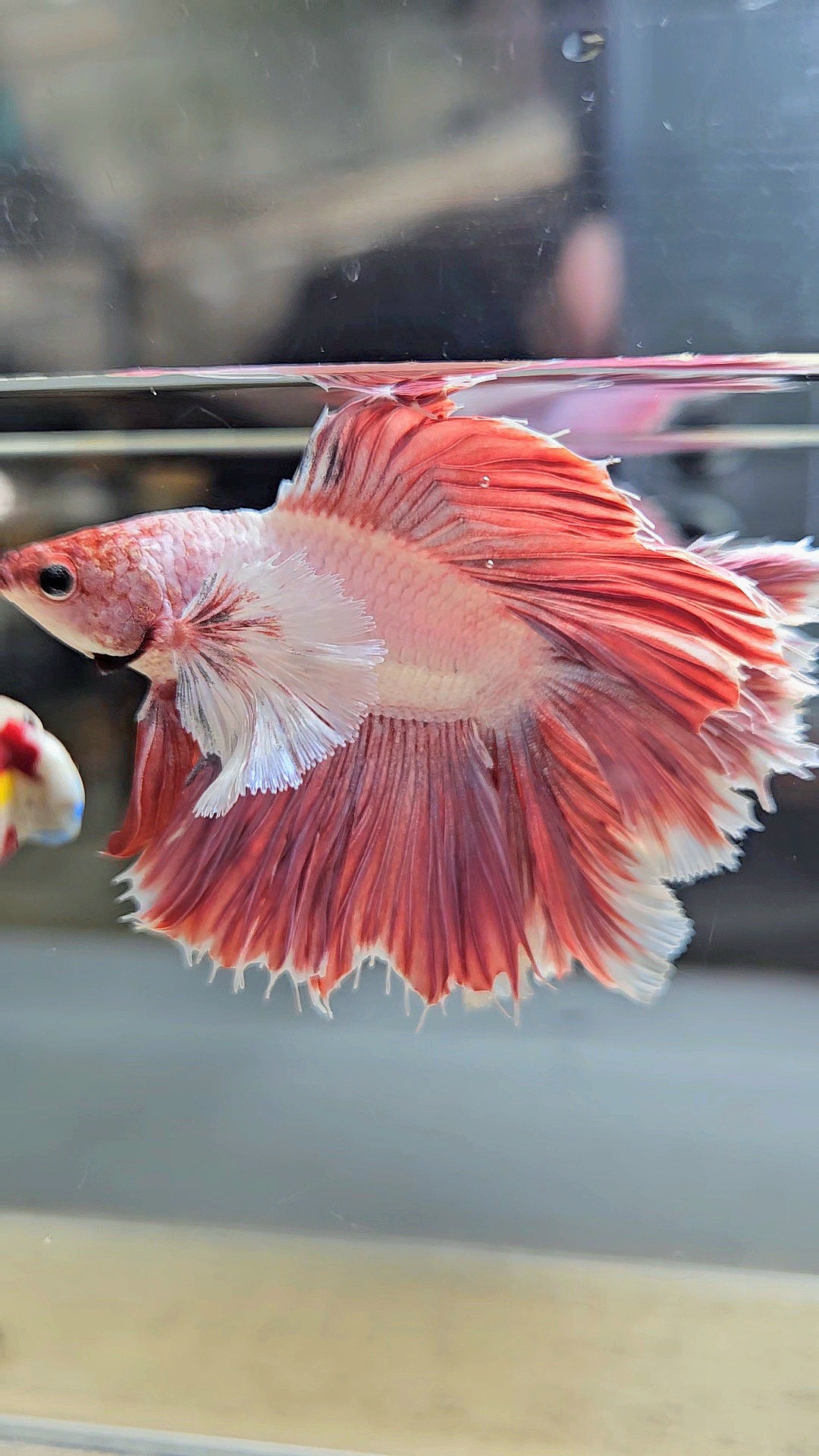 HALFMOON DUMBO EAR DOUBLE TAIL PINK BETTA FISH