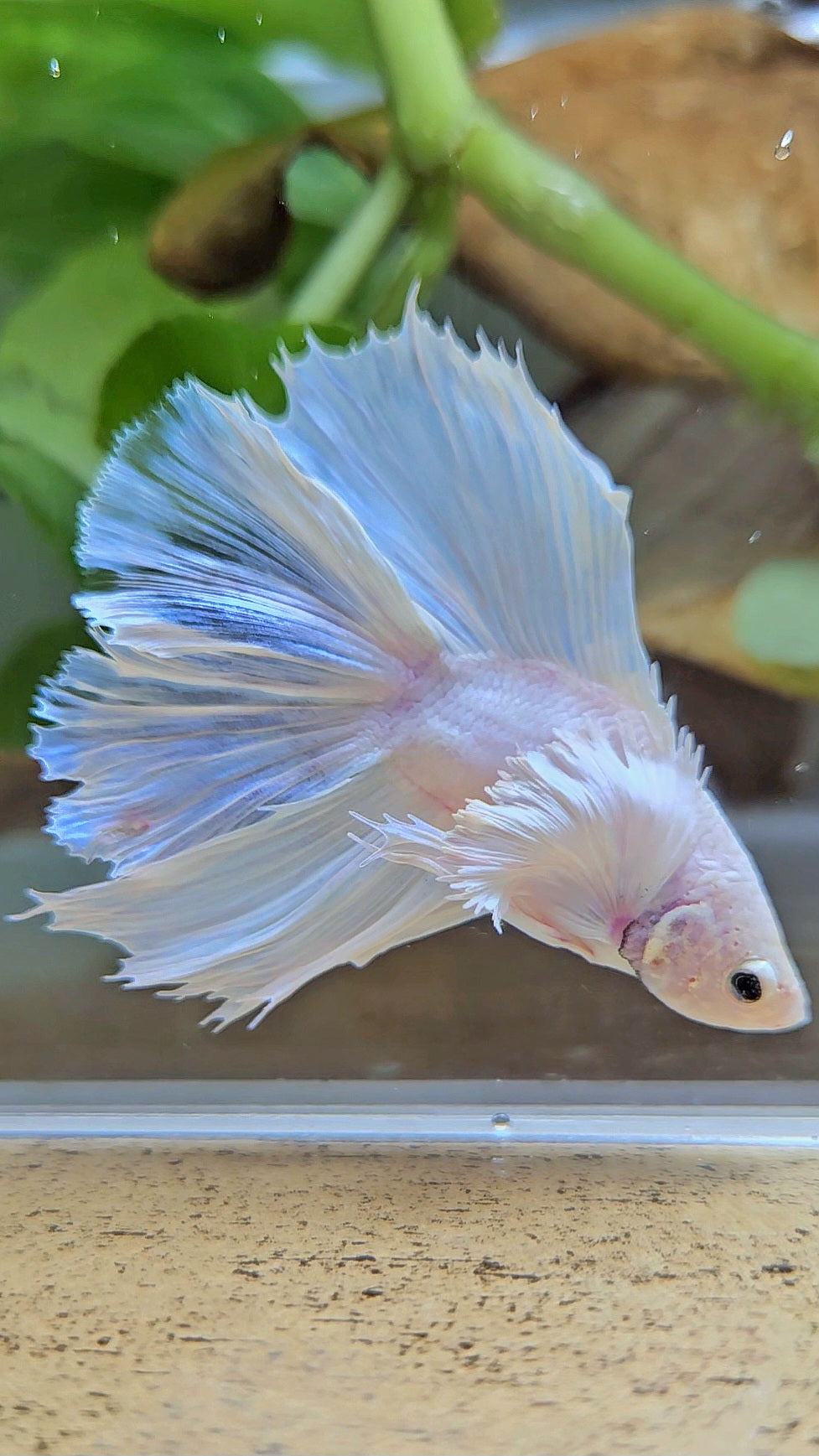 BONSAI HALFMOON DUMBO EAR DOUBLE TAIL WHITE PLATINUM BETTA FISH