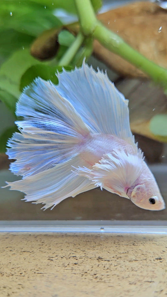 BONSAI HALFMOON DUMBO EAR DOUBLE TAIL WHITE PLATINUM BETTA FISH