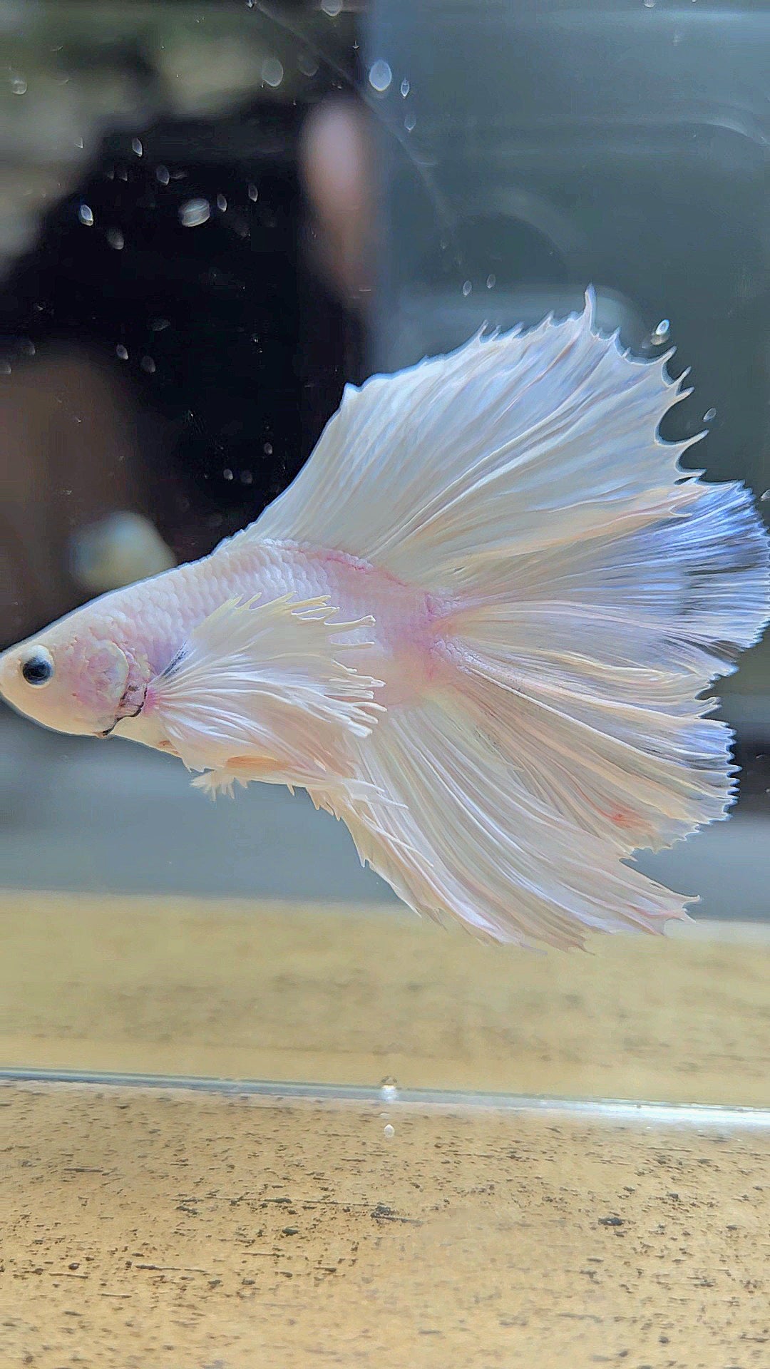 BONSAI HALFMOON DUMBO EAR DOUBLE TAIL WHITE PLATINUM BETTA FISH