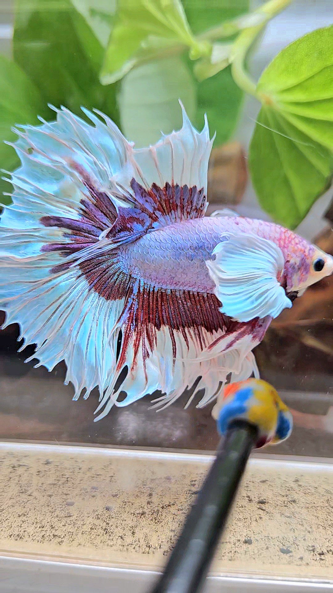 XL HALFSUN DUMBO EAR LAVENDER BUTTERFLY PURPLE BETTA FISH