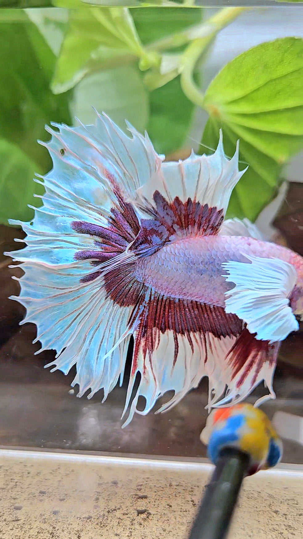 XL HALFSUN DUMBO EAR LAVENDER BUTTERFLY PURPLE BETTA FISH