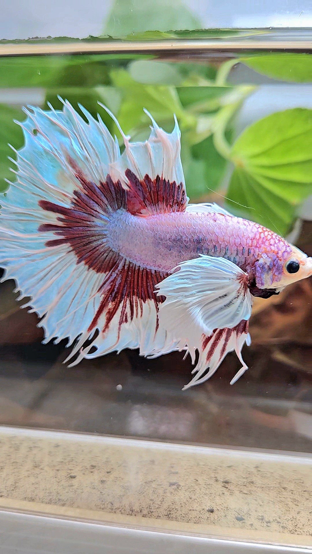 XL HALFSUN DUMBO EAR LAVENDER BUTTERFLY PURPLE BETTA FISH