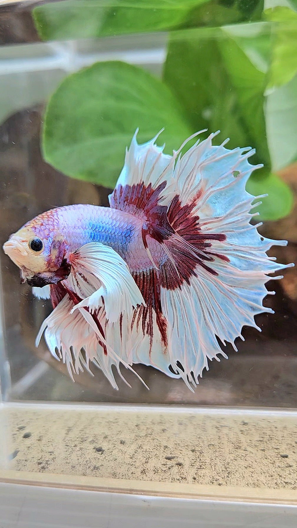 XL HALFSUN DUMBO EAR LAVENDER BUTTERFLY PURPLE BETTA FISH