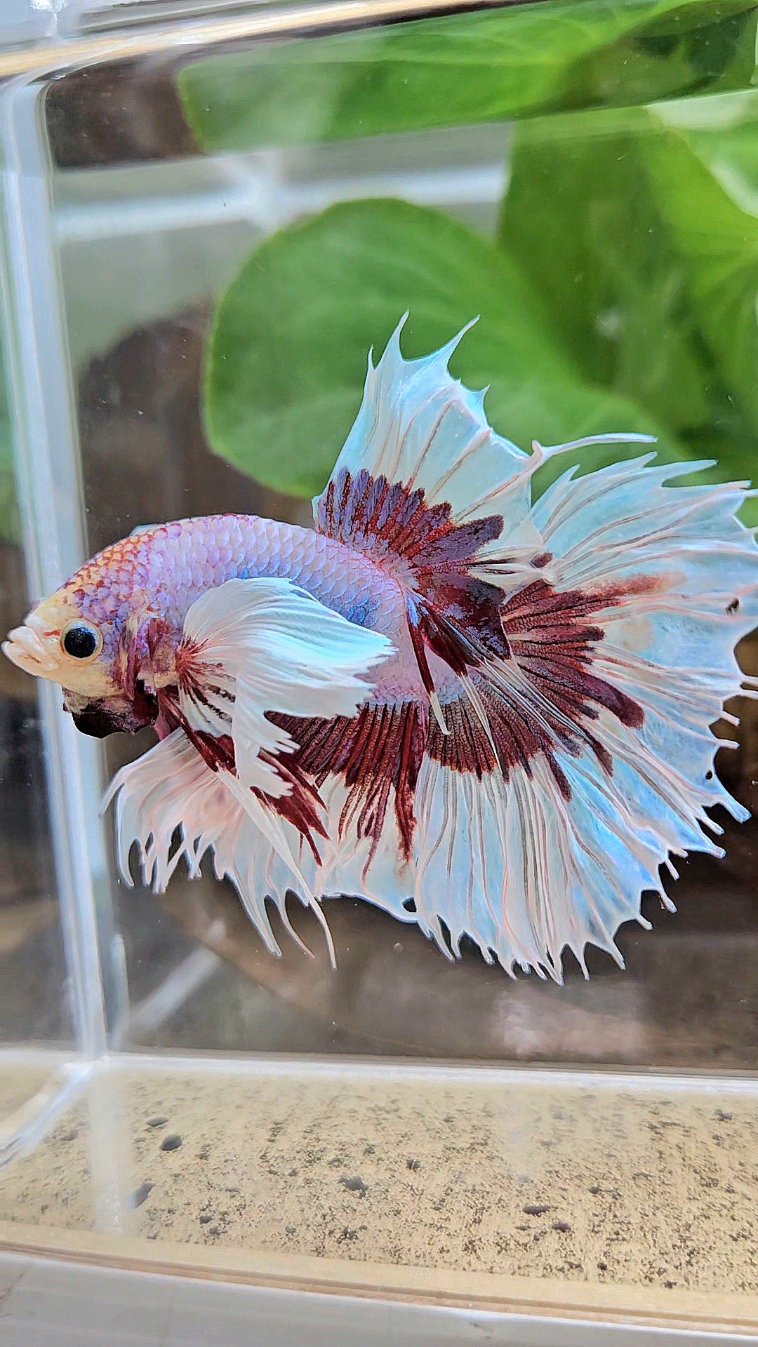 XL HALFSUN DUMBO EAR LAVENDER BUTTERFLY PURPLE BETTA FISH