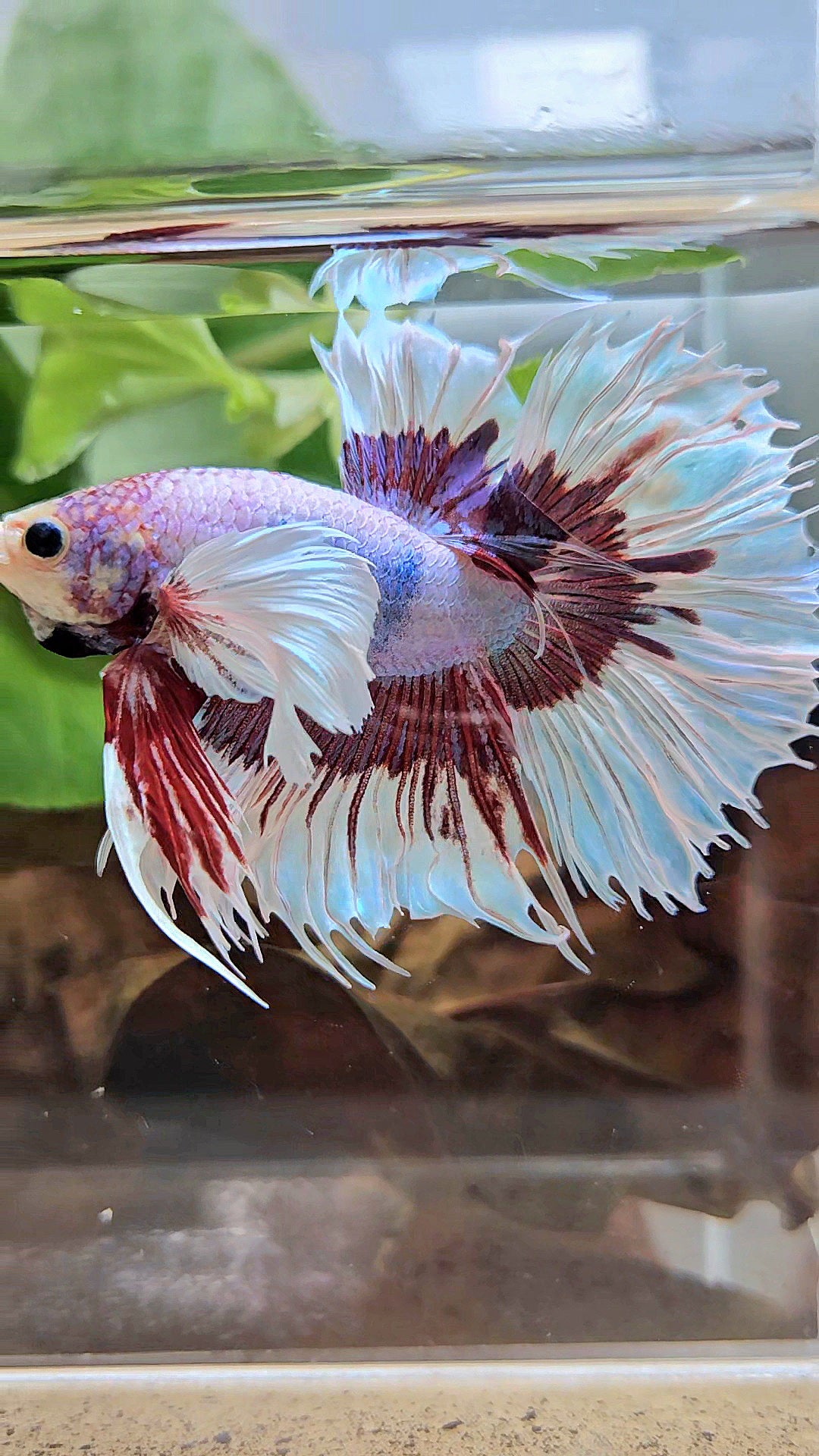XL HALFSUN DUMBO EAR LAVENDER BUTTERFLY PURPLE BETTA FISH